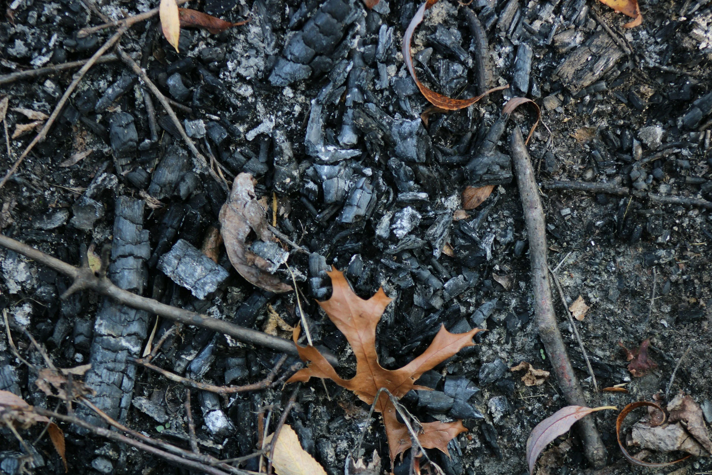 From Ashes to Oaks: The Marathon of Reforestation