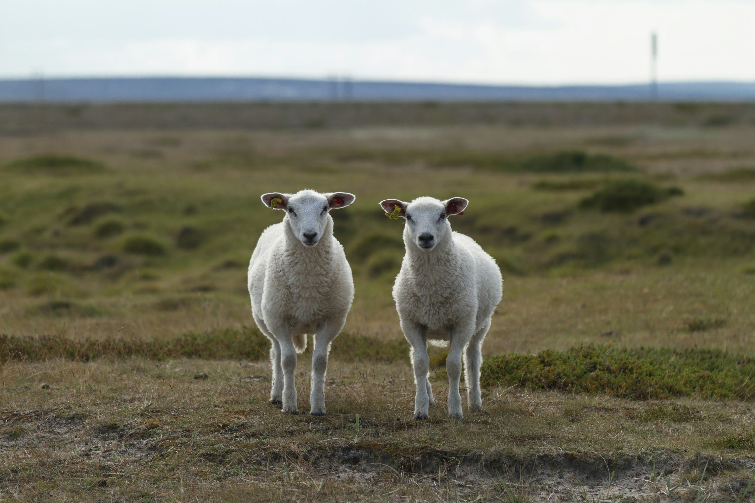 Two matching sheep standing in meadow.