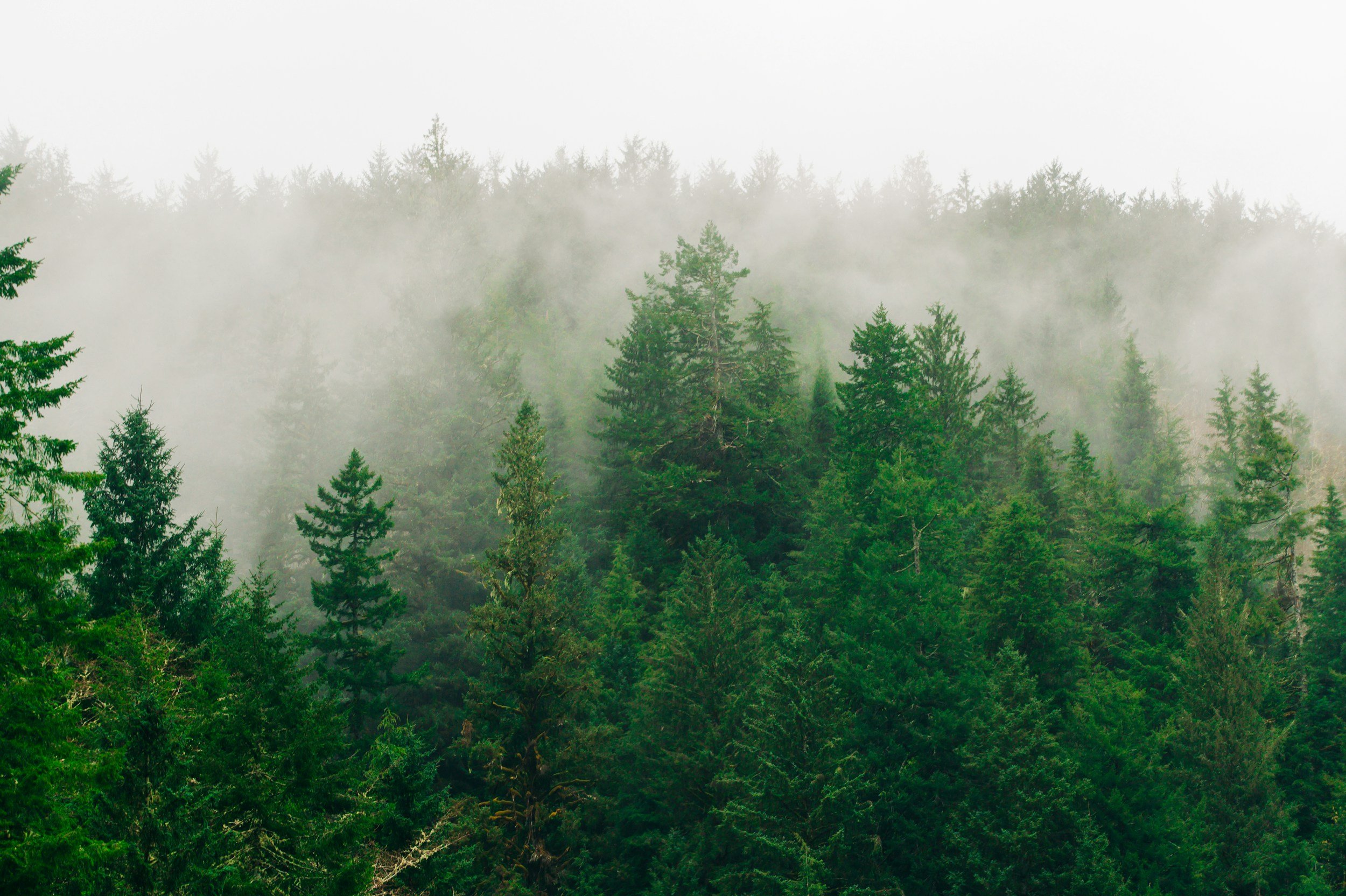 Oregon Psilocybin Services: What to Know, and Where Integration Fits