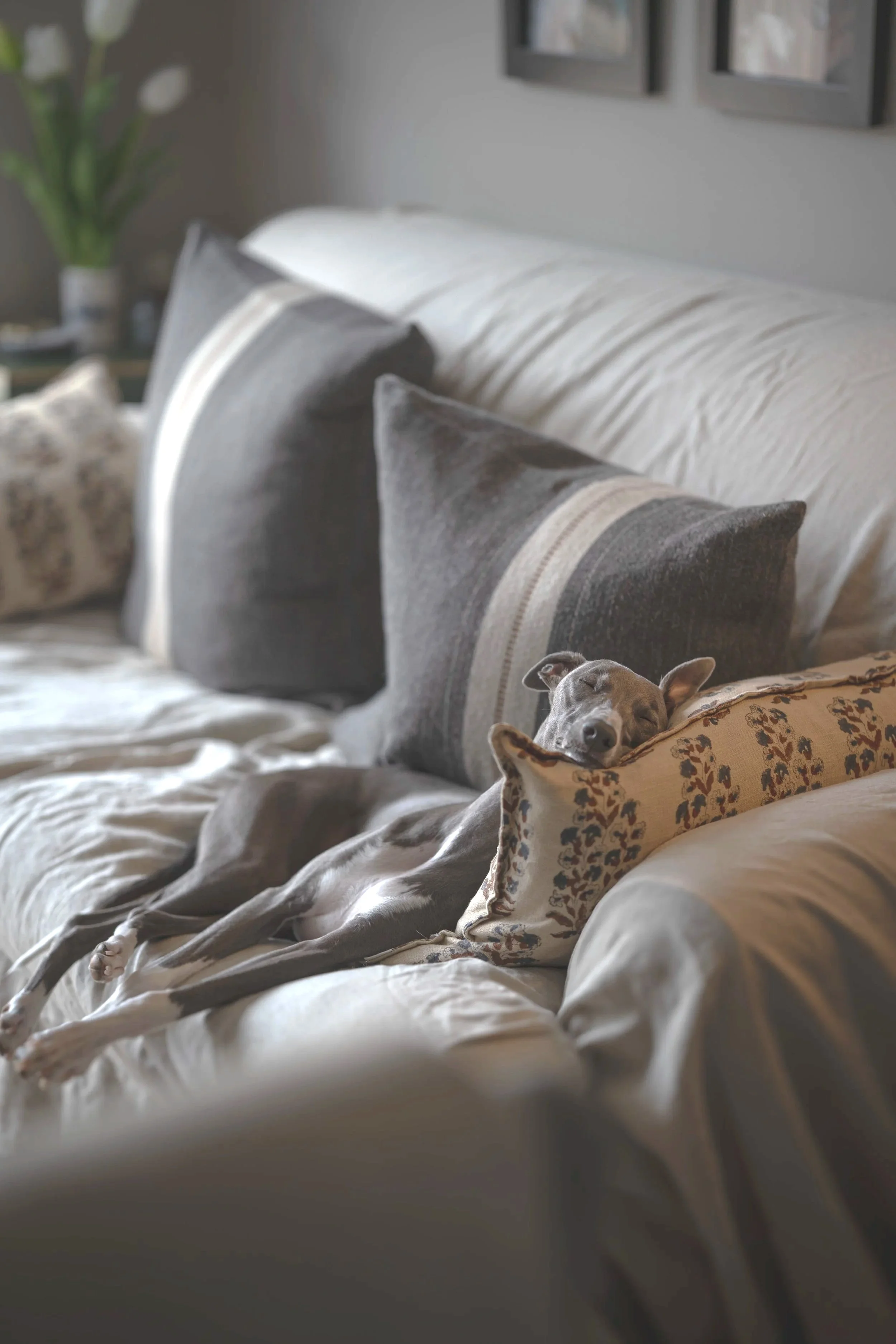 What Whippets Can Teach Us About Life and Luxury