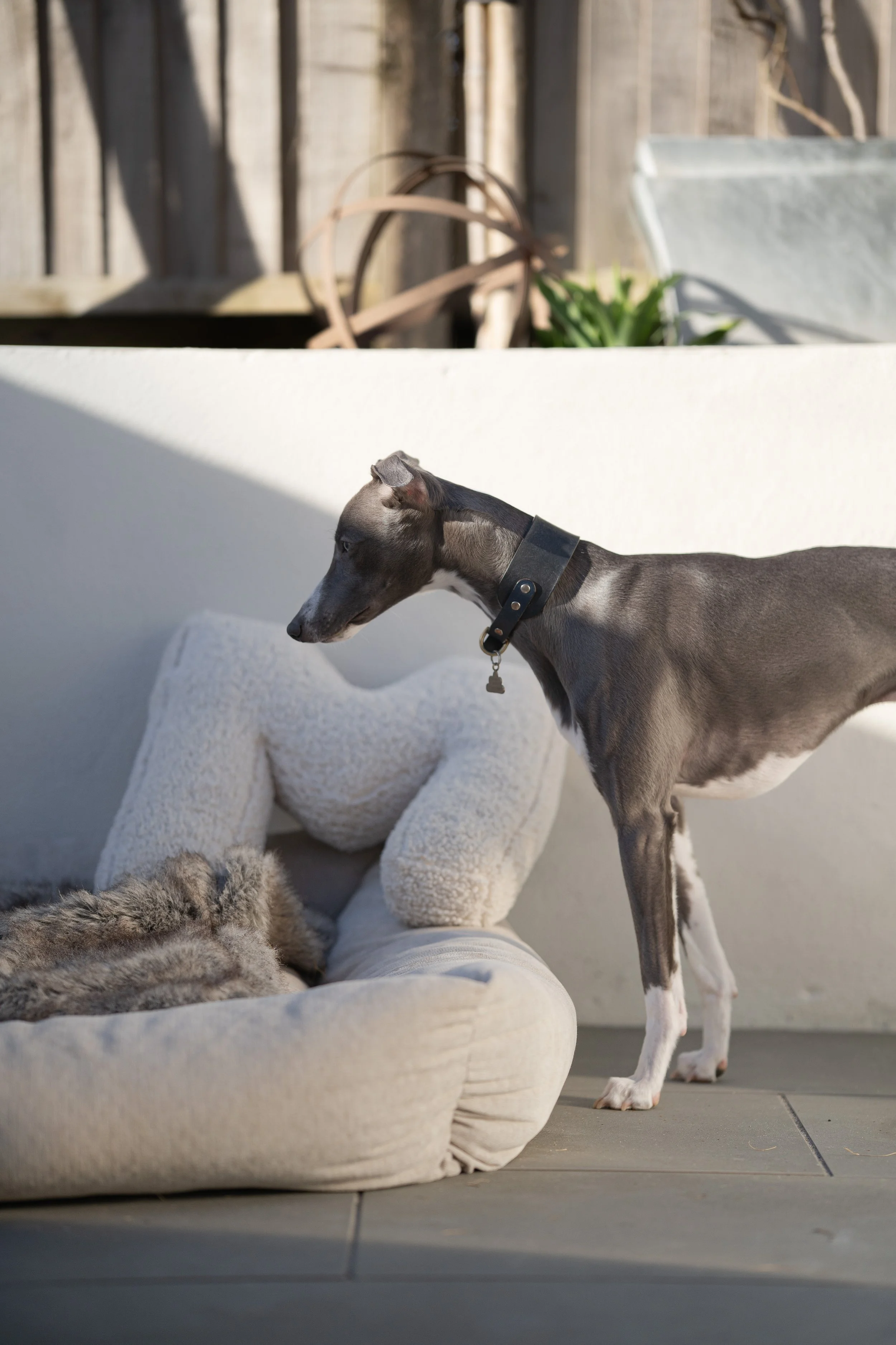 Favourite Throws, Beds & Blankets Our Whippets Actually Approve Of