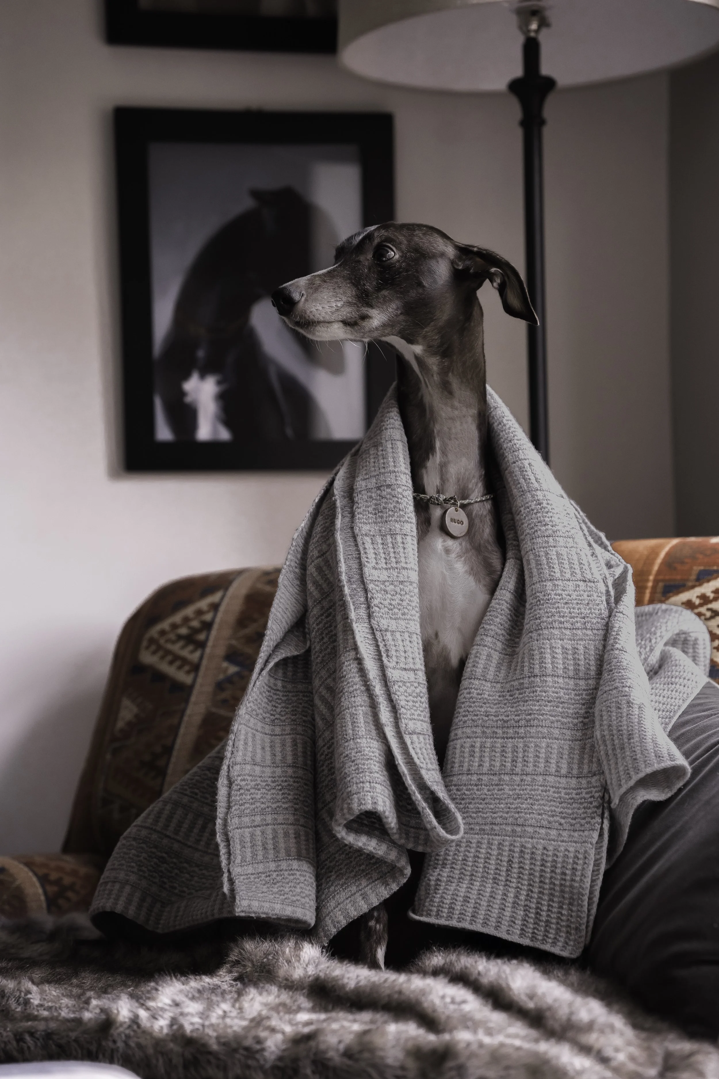 Life Living With a Poorly Whippet