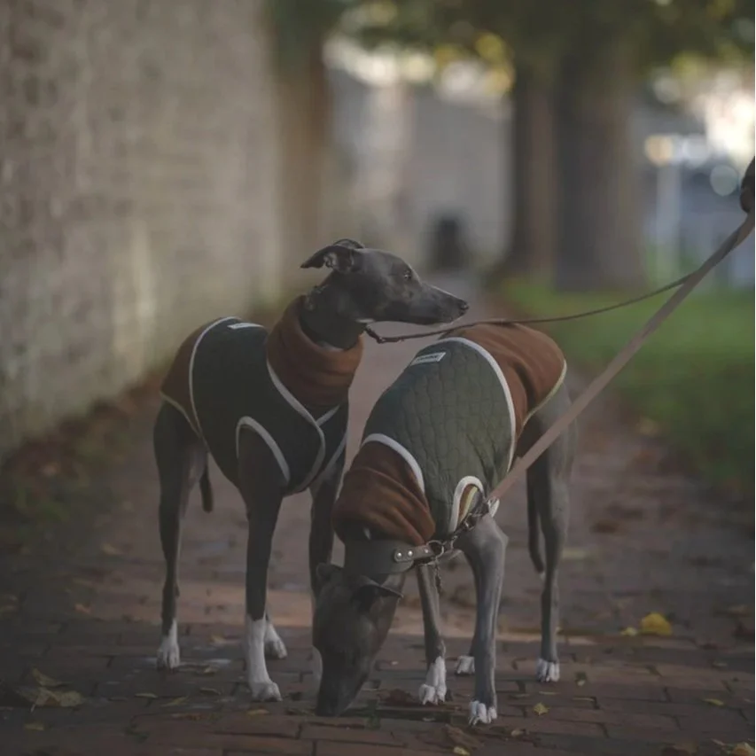 The Whippet Winter Wardrobe: What you Actually Need