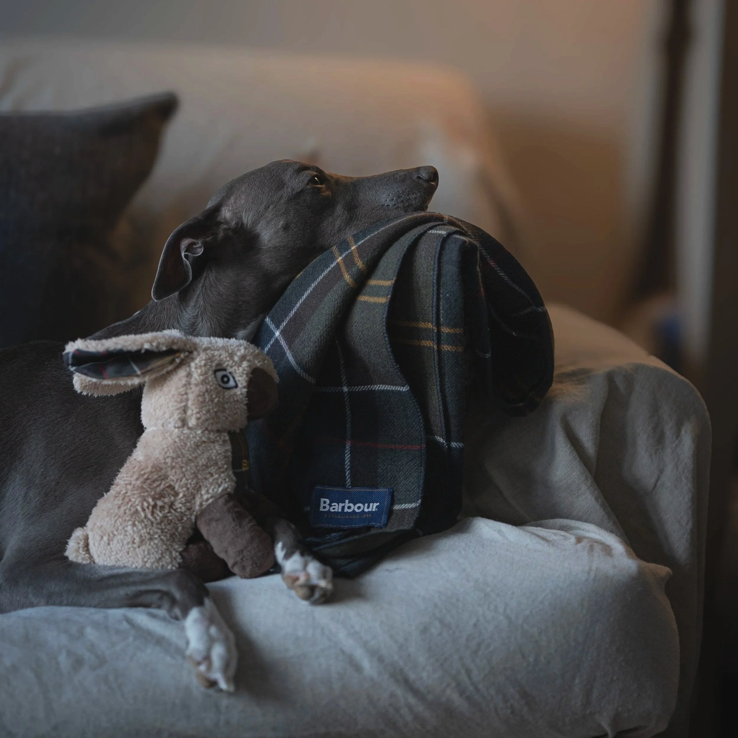 A gray dog resting on a beige couch, with a plaid backpack and a plush rabbit toy.