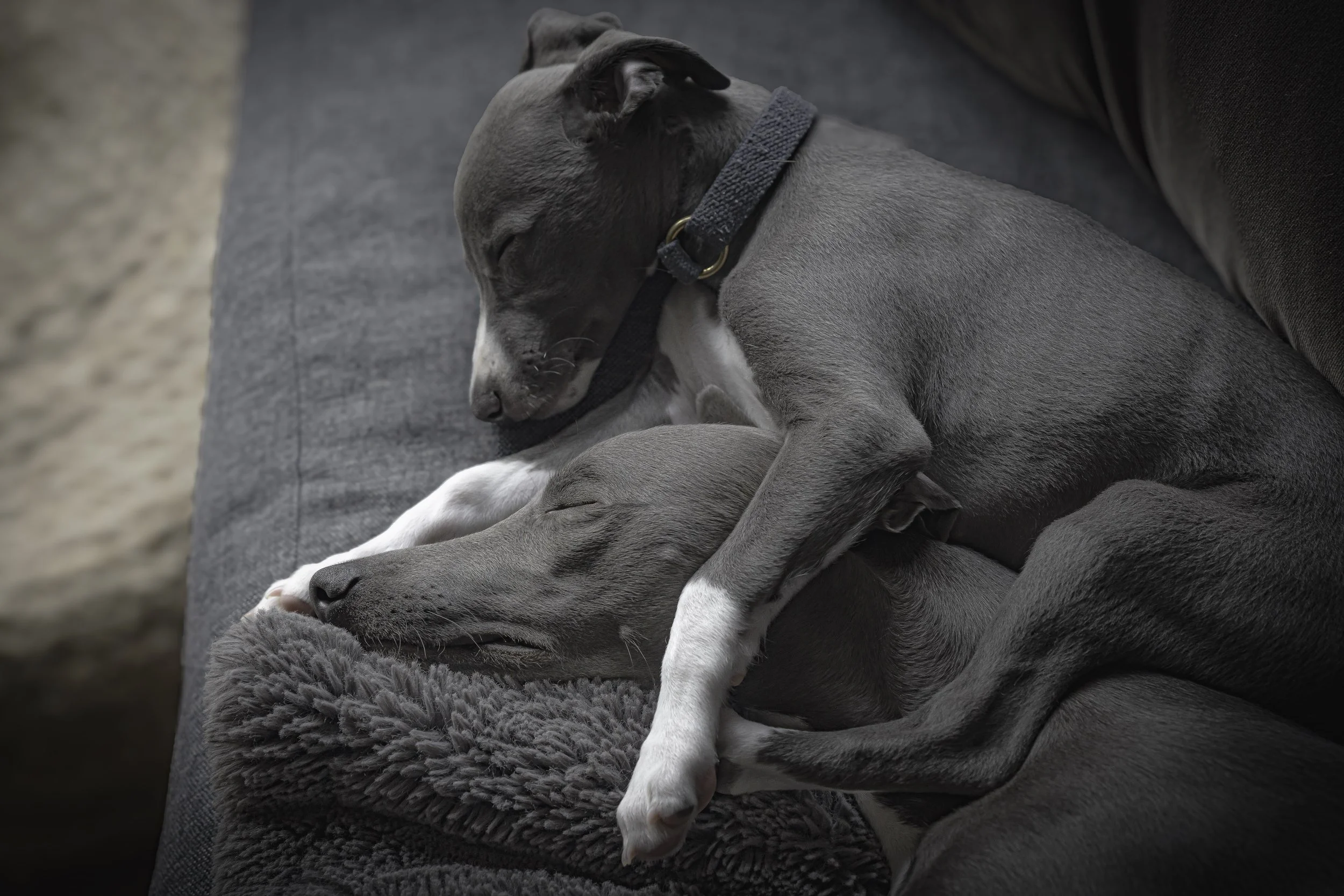 The Truth Behind Life With Two Whippets