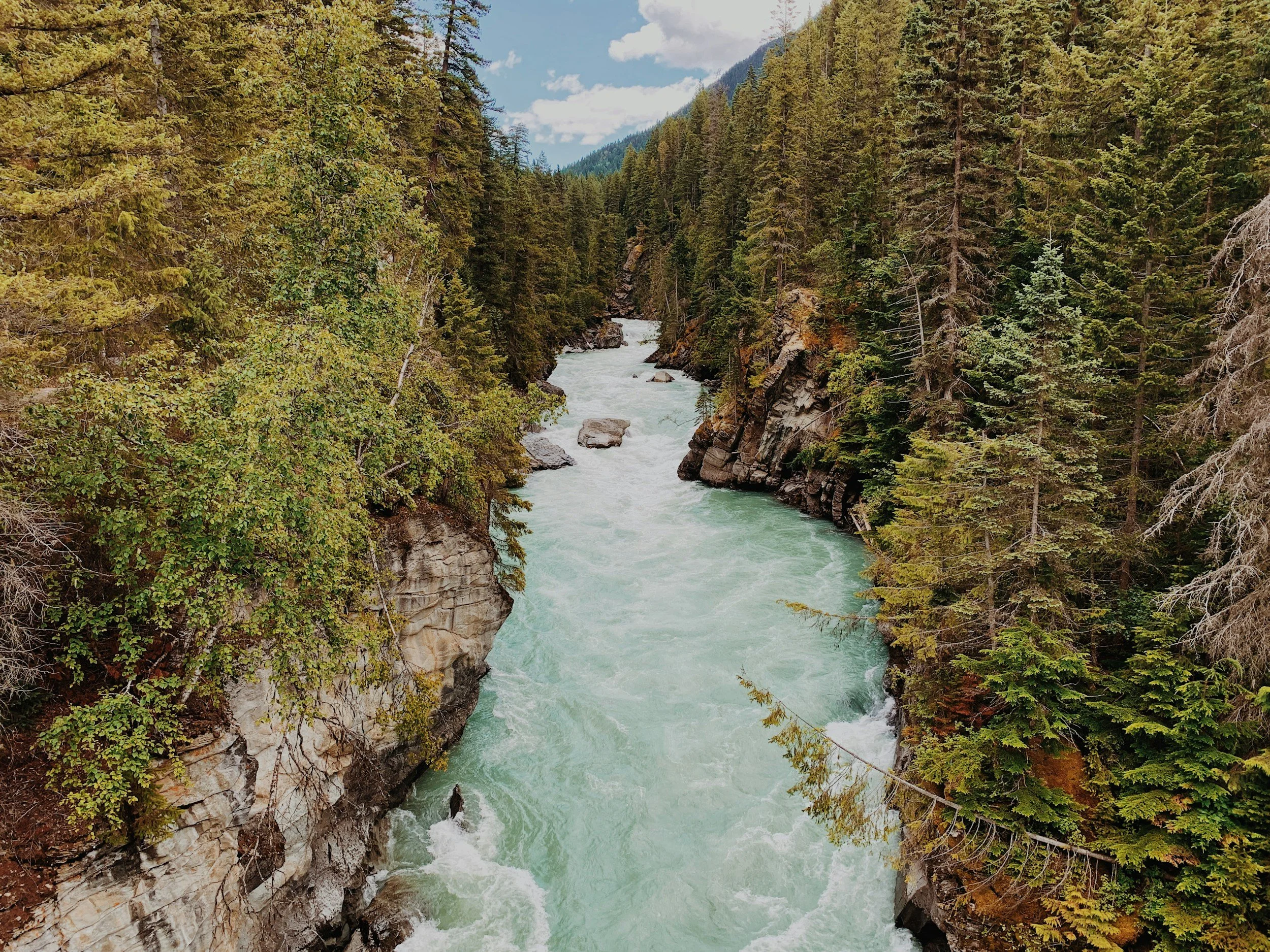The Fraser River flowing through a forested canyon with tall trees on both sides and mountains in the background.