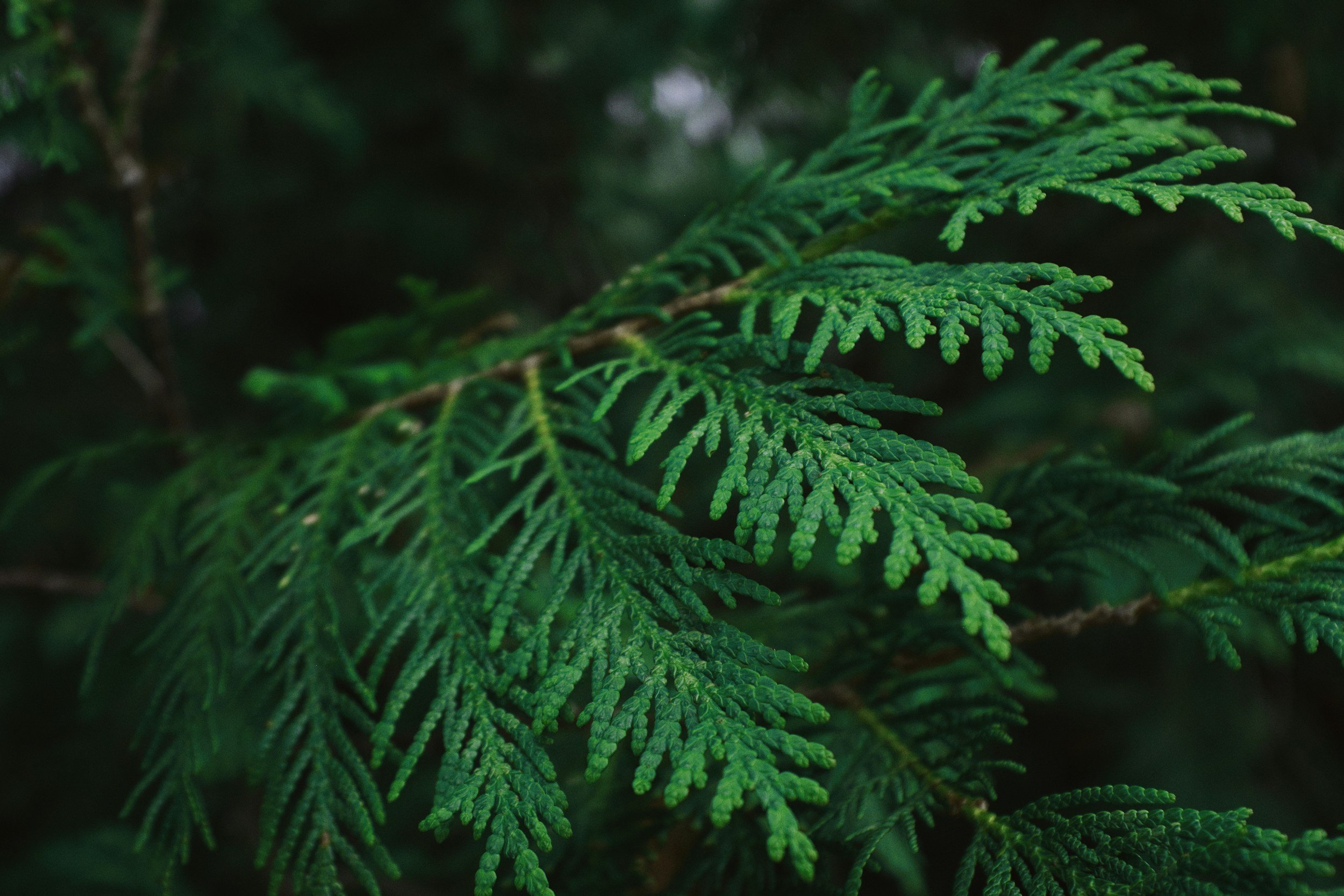 Learning the Language of Trees: Western Red Cedar