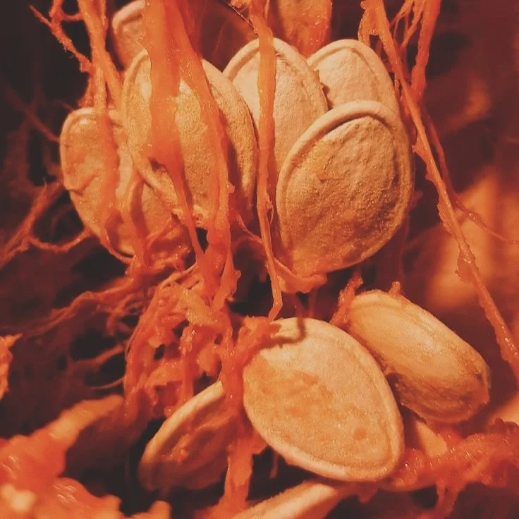 Cucurbita pepo