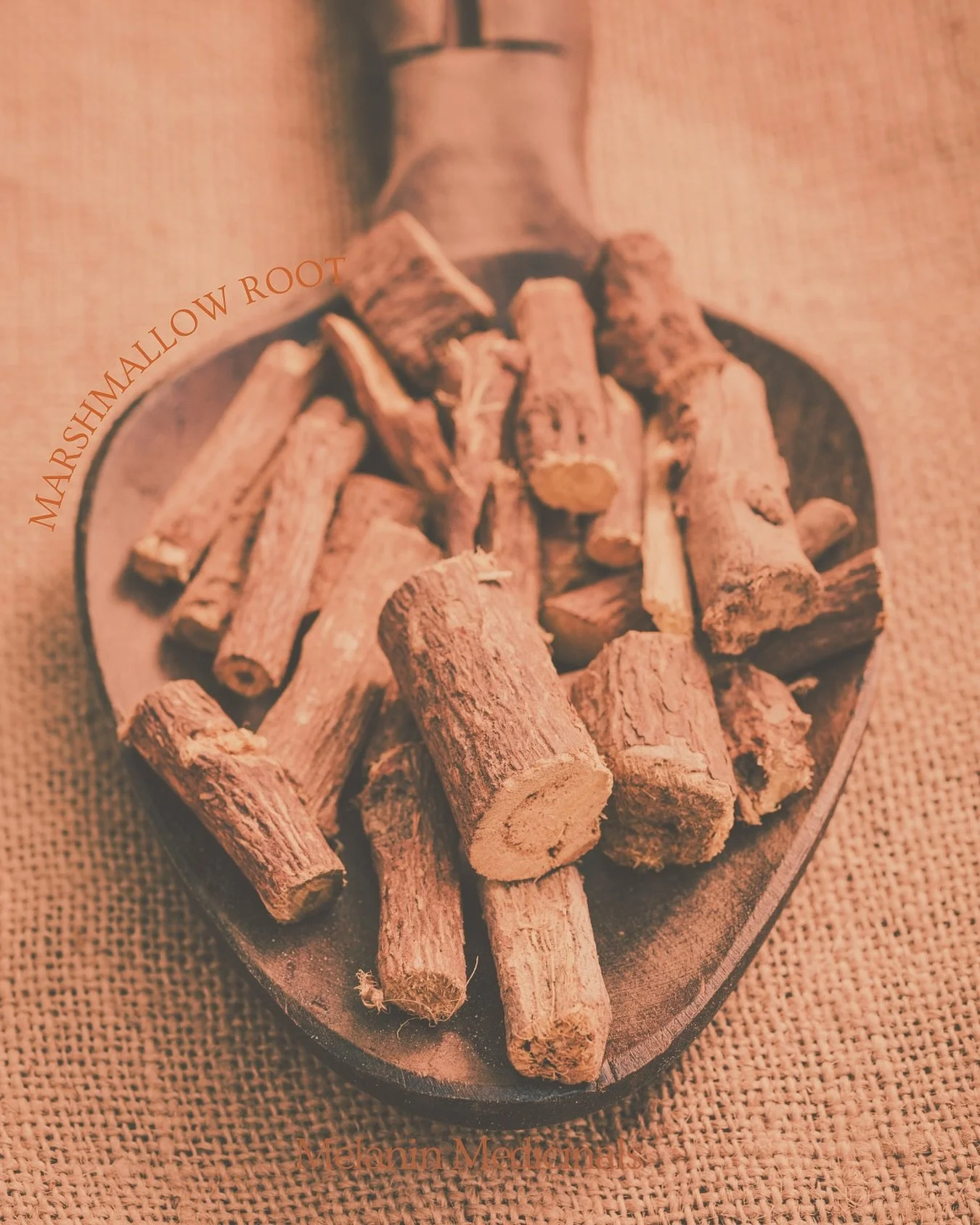 Marshmallow Root Hair Love
At Melanin Medicinals, we honor the roots, literally. Marshmallow root (Althaea officinalis) has long been used in Black and Indigenous traditions for its powerful demulcent and soothing qualities, not just for the gut and 