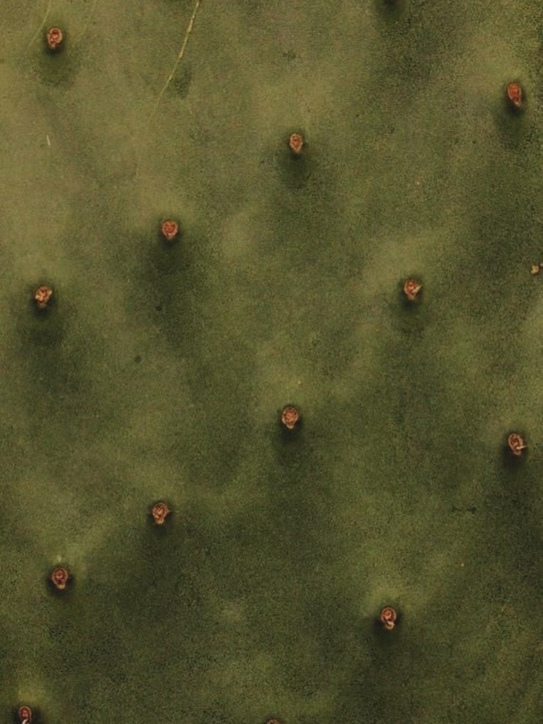 Prickly pear