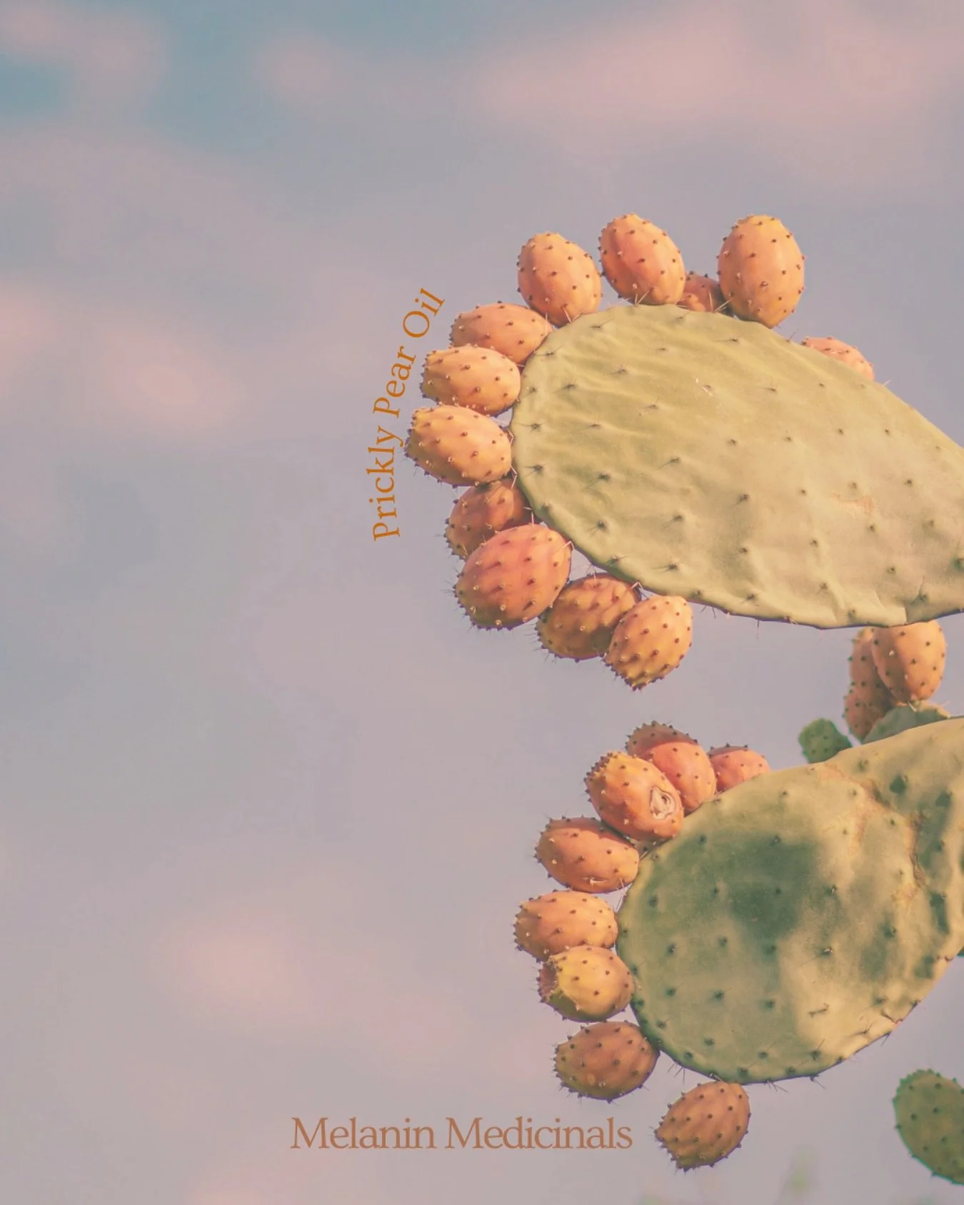 Prickly pear (Opuntia ficus-indica) is more than a desert plant; it&rsquo;s a source of unique pigments and oils that protect and restore follicular health. Its vibrant betalains absorb visible and UV light, acting as natural photoprotectors that neu