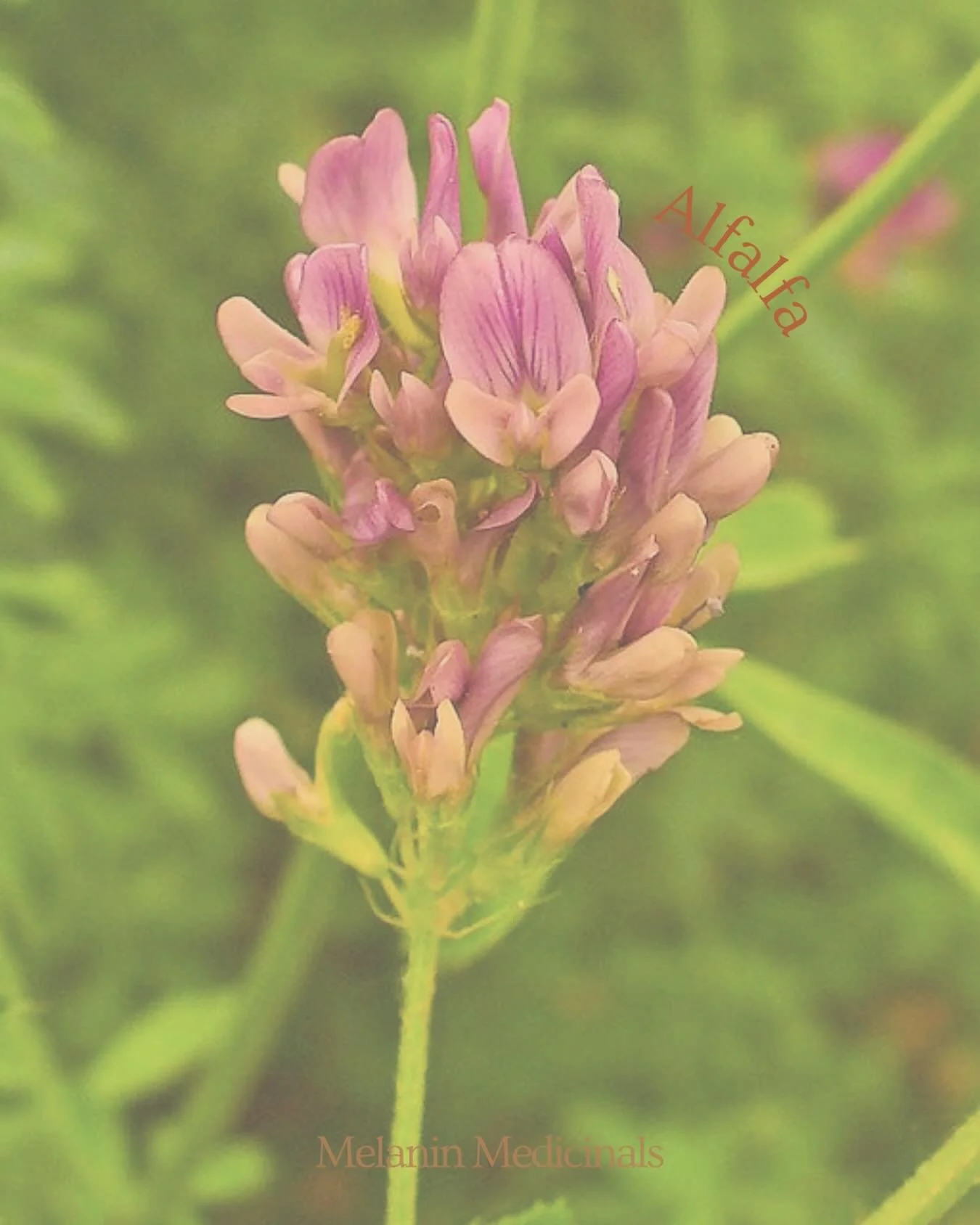 Alfalfa also known as purple medic is a deeply nourishing plant known for its rich mineral content and revitalizing effects on the body. Traditionally used to support digestion, energy, and overall wellness, it offers a natural source of vitality dra