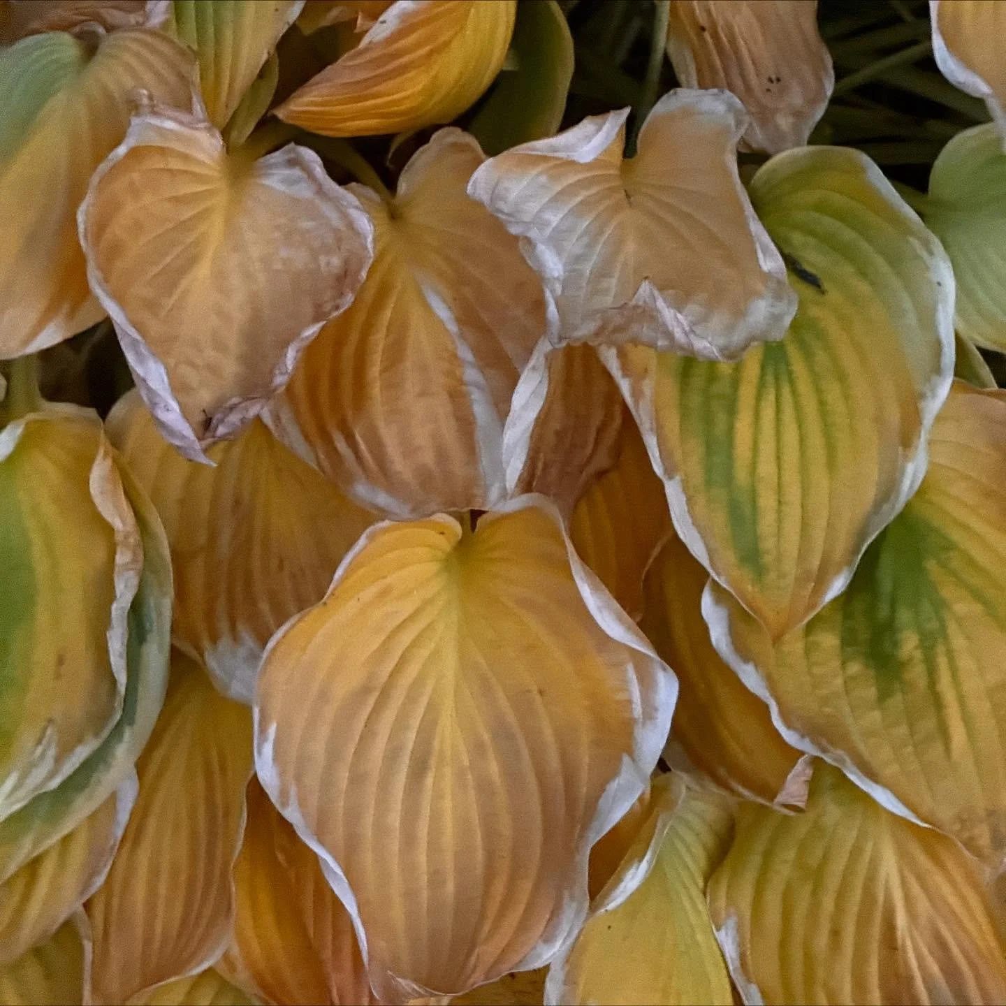 This Sunday, 11/23 from 2-5p, I&rsquo;ll be offering therapeutic bodywork at the monthly free care clinic, hosted at Rockweed in Belfast 🤲🏼✨

This is a free, masked event, and practitioners will be offering work in 20 minute, mini sessions. 

Mo wi