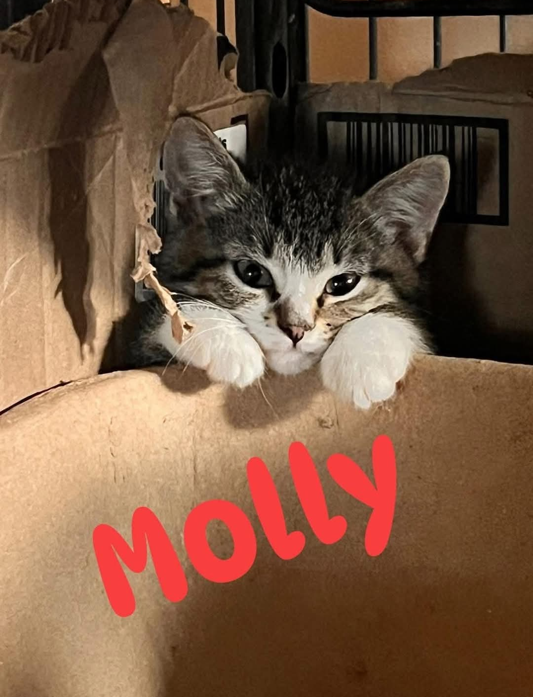 Molly.png