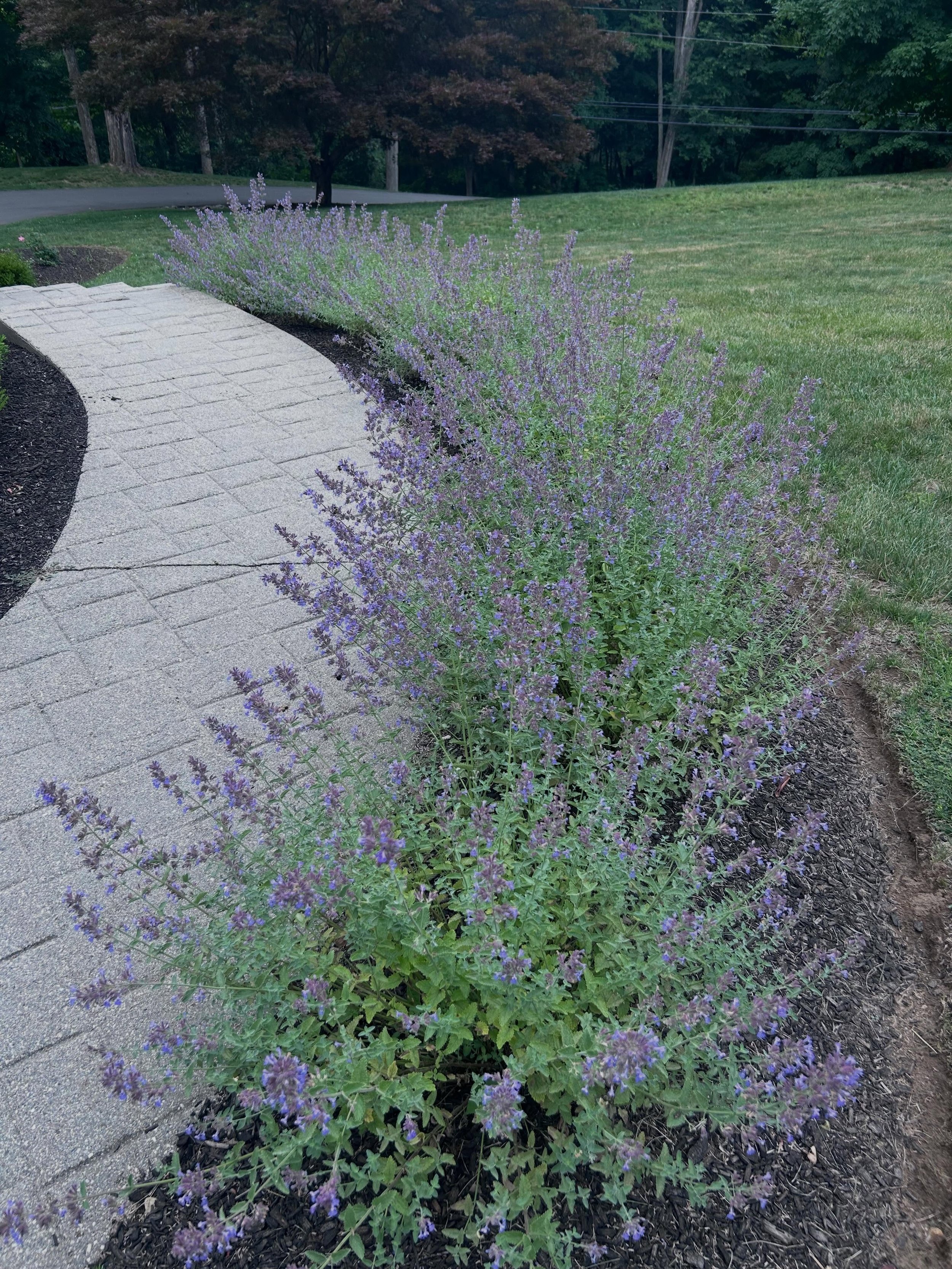 🌿 Plant Spotlight: Catmint (Nepeta) 🌿

Looking for a low-maintenance perennial that delivers color all season long? Catmint is one of our favorite landscape plants&mdash;and for good reason.

💜 Produces beautiful lavender-blue blooms from late spr