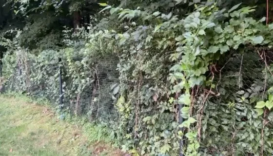 🌿 Fence Line Restoration &amp; Storm Damage Cleanup &ndash; Newtown, CT

Storm damage repairs often start with gaining access.

On this Newtown property, years of invasive vines and heavy overgrowth had completely engulfed the fence, making repairs 