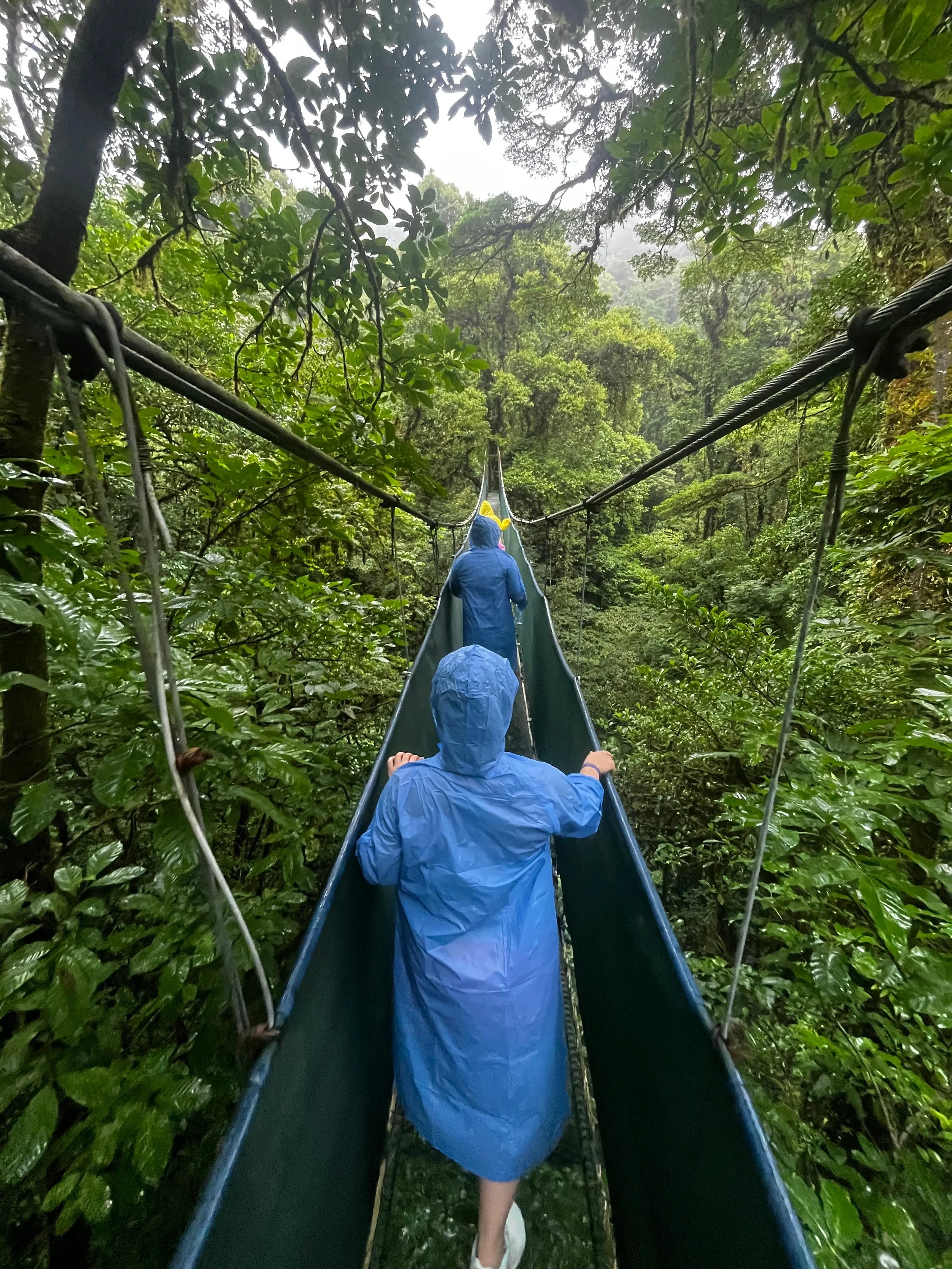 People wearing blue rain ponchos walking on a narrow suspension bridge through dense green rainforest.