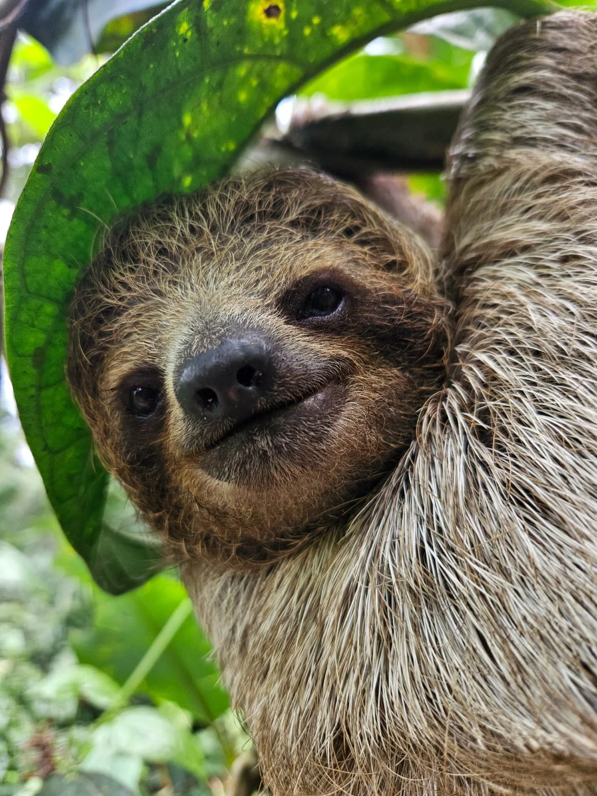 sloth tour, use, tourism, Costa Rica, tropical country, adventure