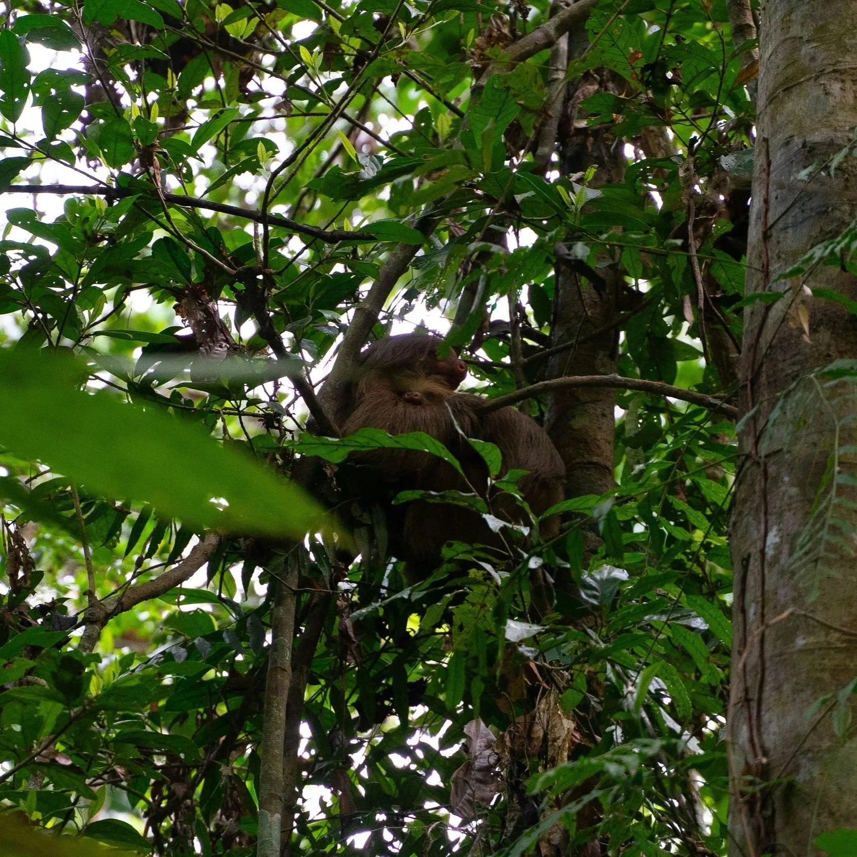 Rio Celeste Costa Rica Sloths