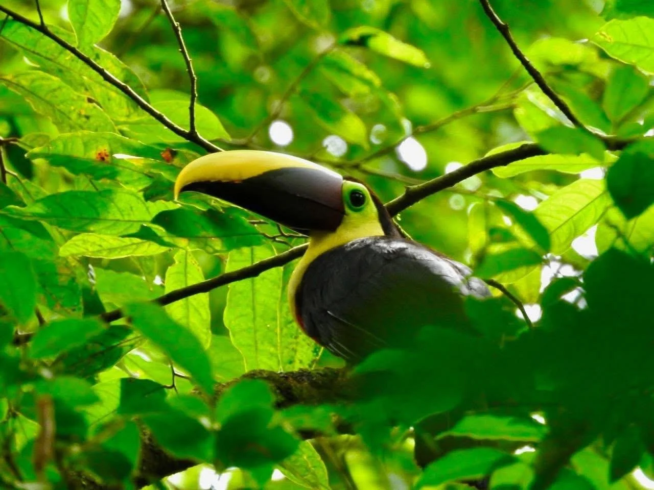 Bright yellow and black toucan perched on a tree branch surrounded by green leaves in a dense jungle canopy. Liberia Airport Shuttle. Tours in Costa Rica.