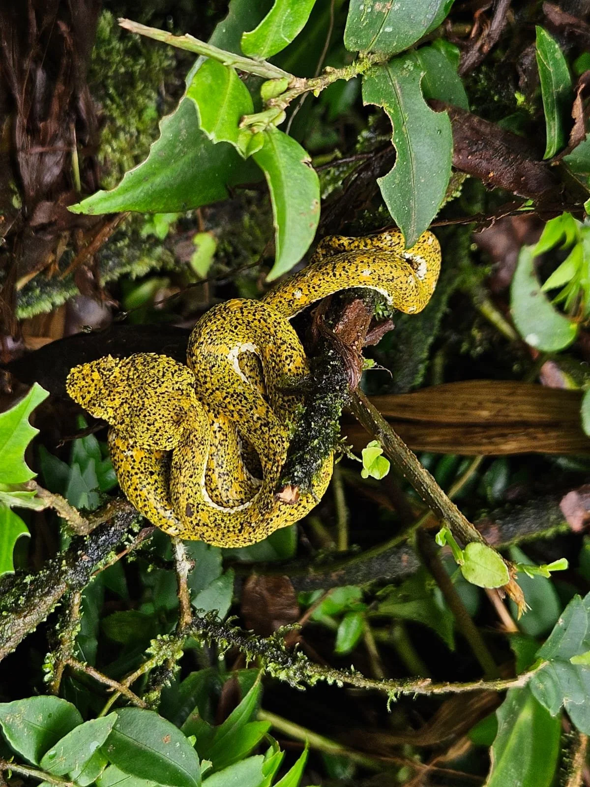 Yellow and black speckled snake coiled around a branch among green leaves and moss. Liberia Airport Shuttle. Tours in Costa Rica.