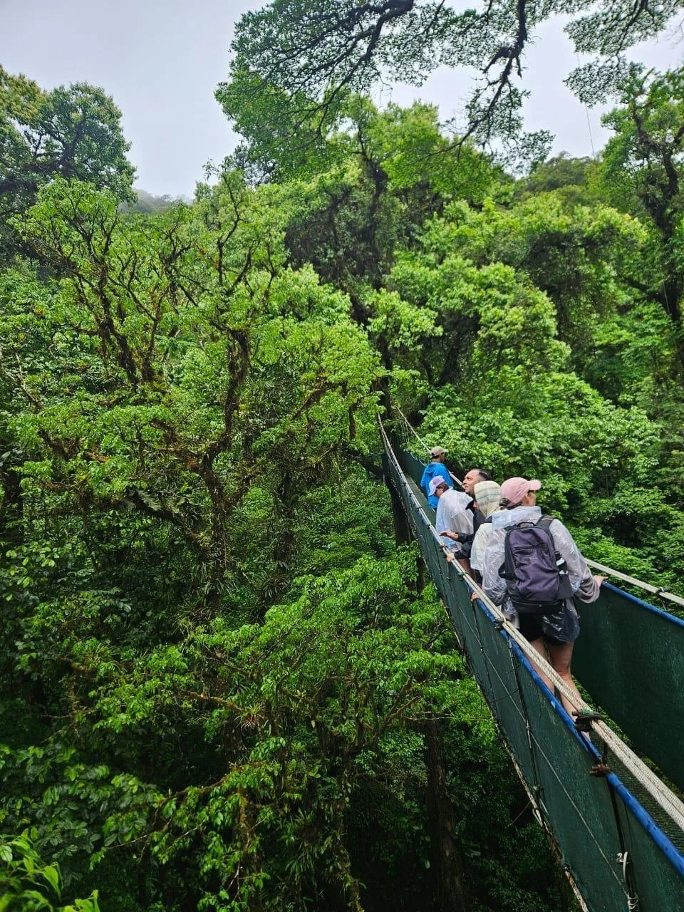 People walking on a suspension bridge through a dense, green rainforest. Liberia Airport Shuttle. Tours in Costa Rica.