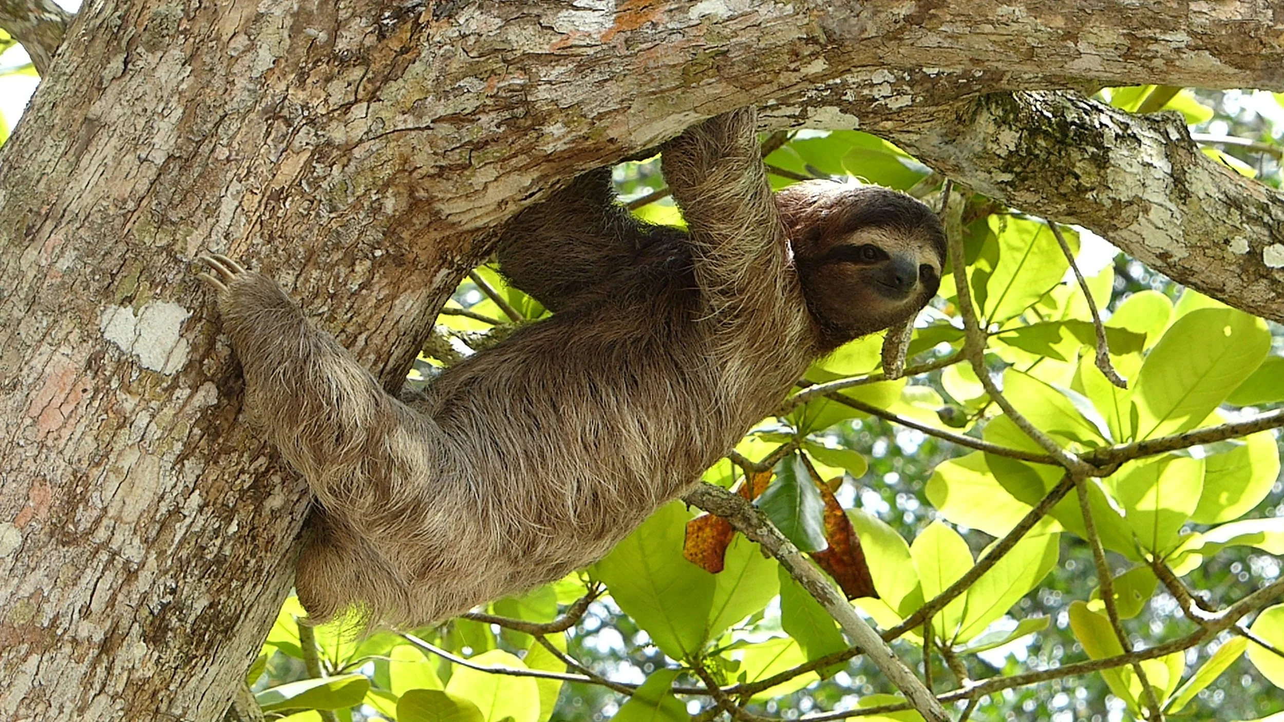 A sloth hanging from a tree branch in a lush green forest. Liberia Airport Shuttle. Tours in Costa Rica.