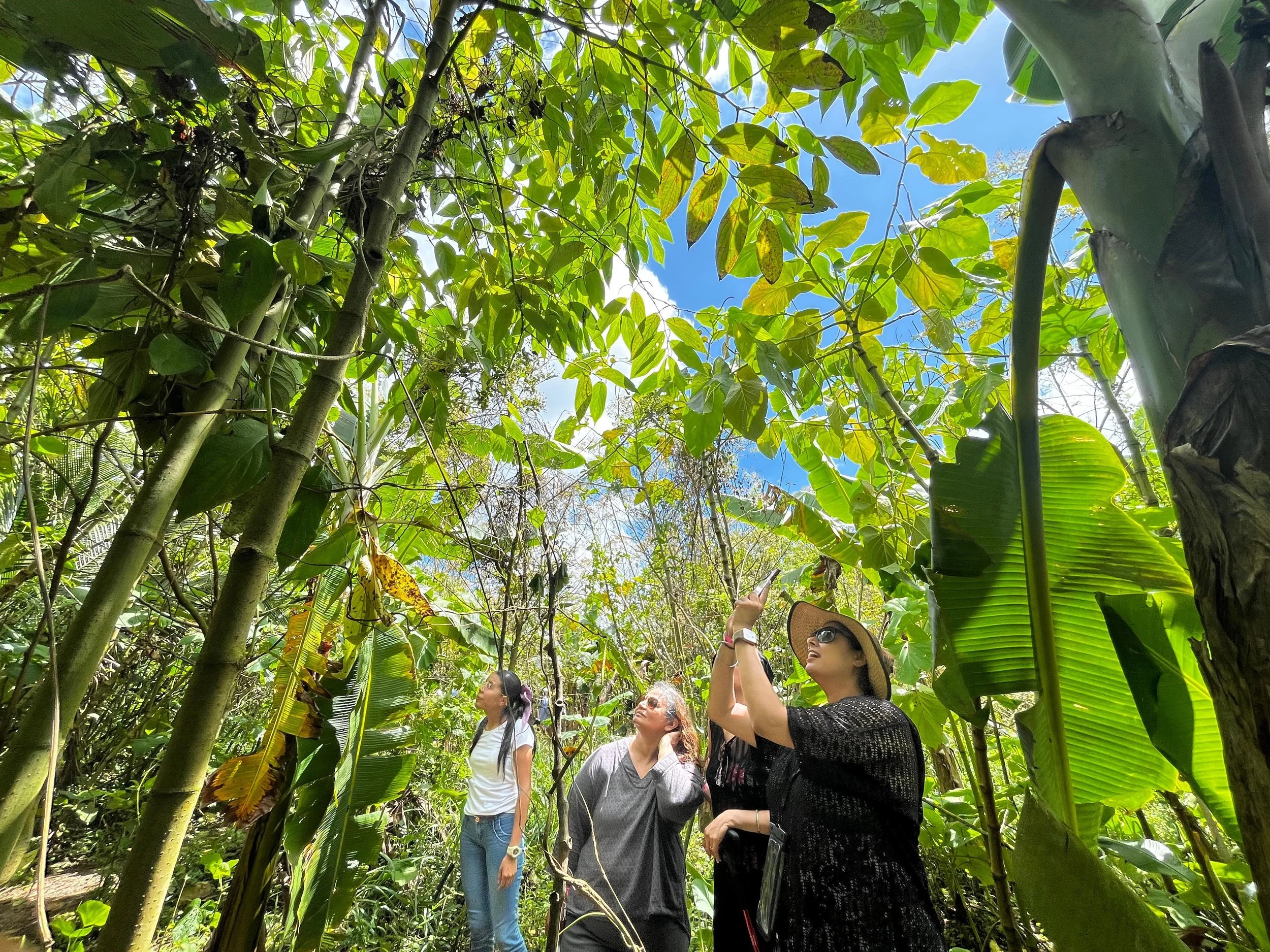 Three women exploring a dense tropical jungle, looking up at the tall, lush green foliage and blue sky above. Liberia Airport Shuttle. Tours in Costa Rica.