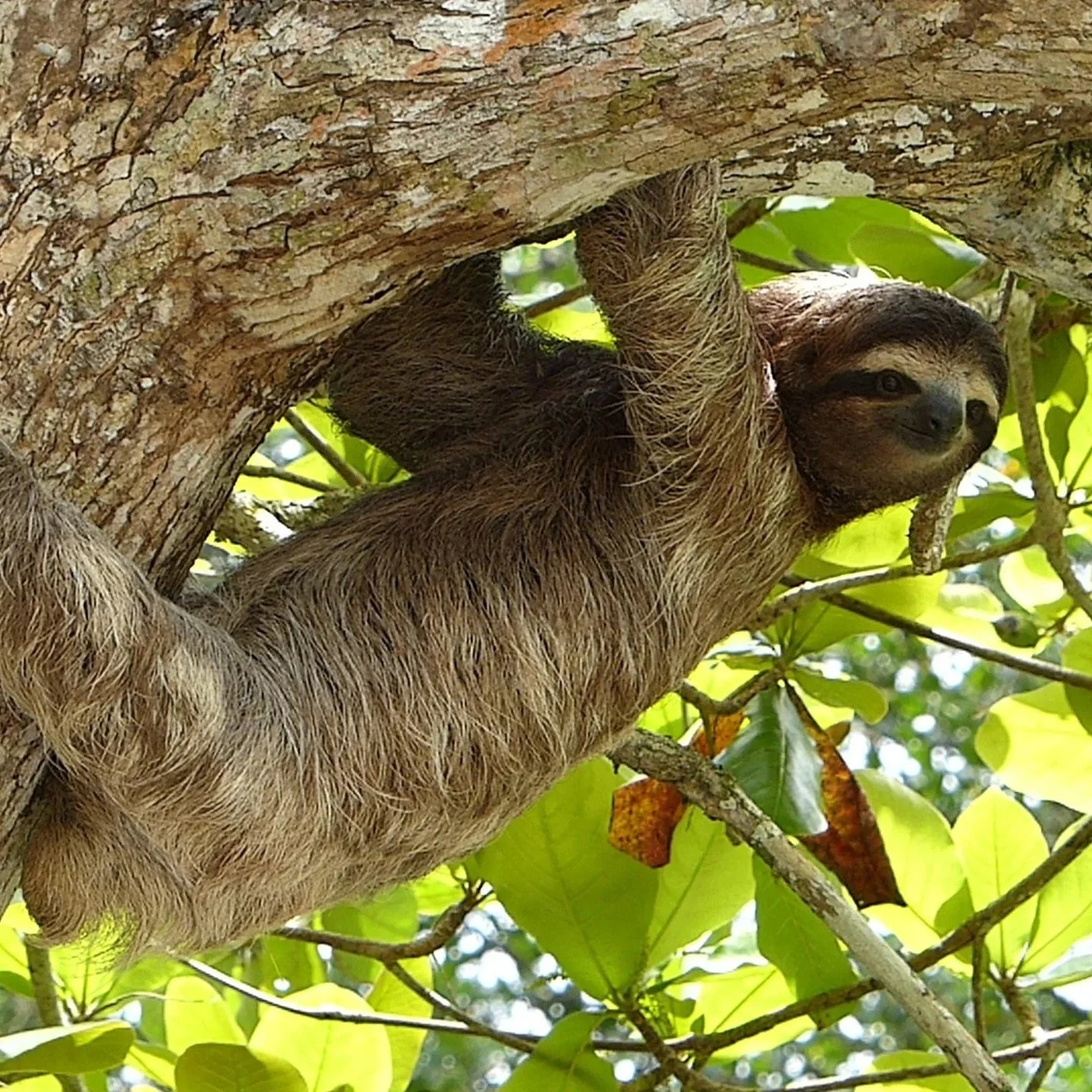 Rio Celeste Costa Rica Sloths