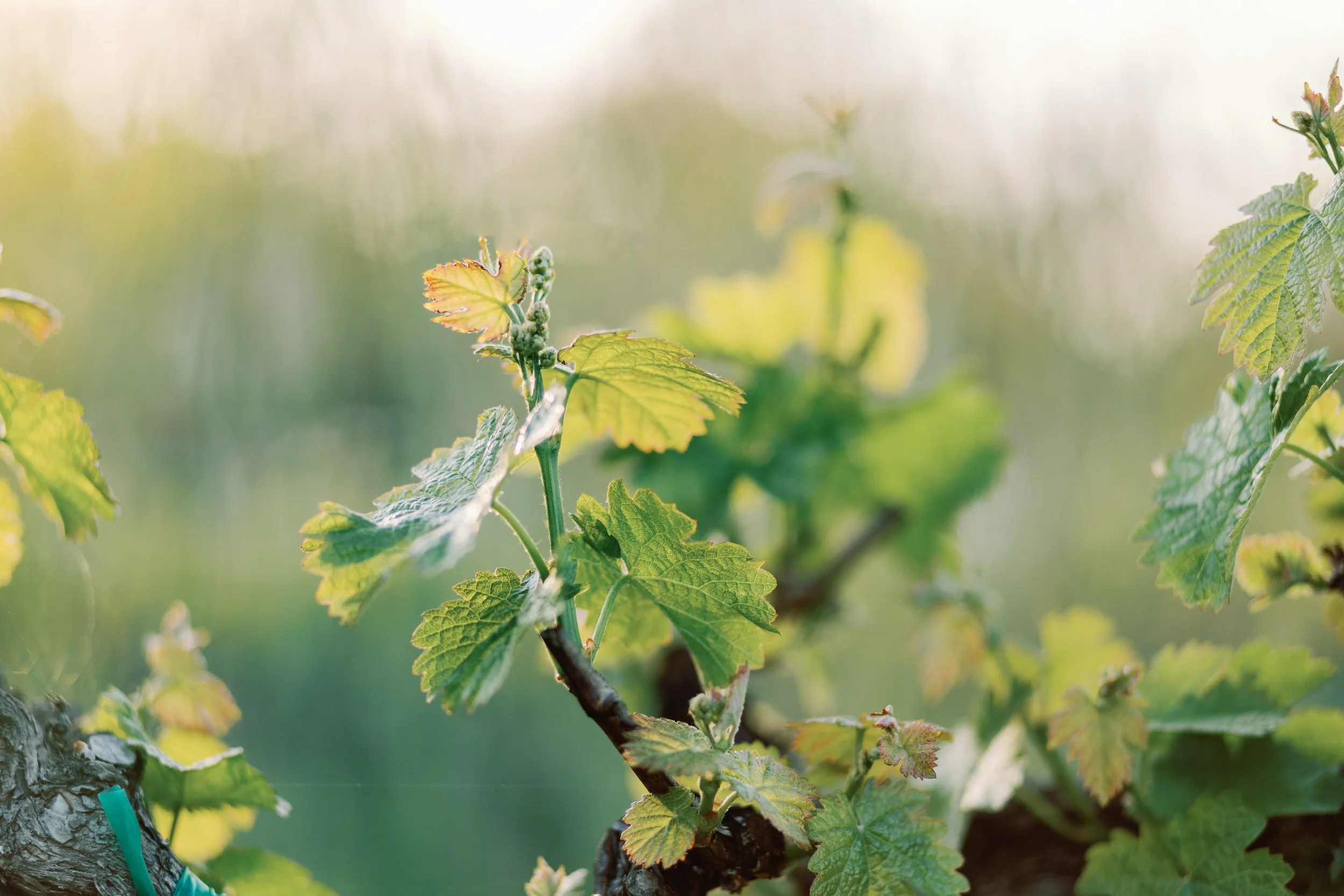 wente-nth-degree-winemaker-dinner-17.jpg