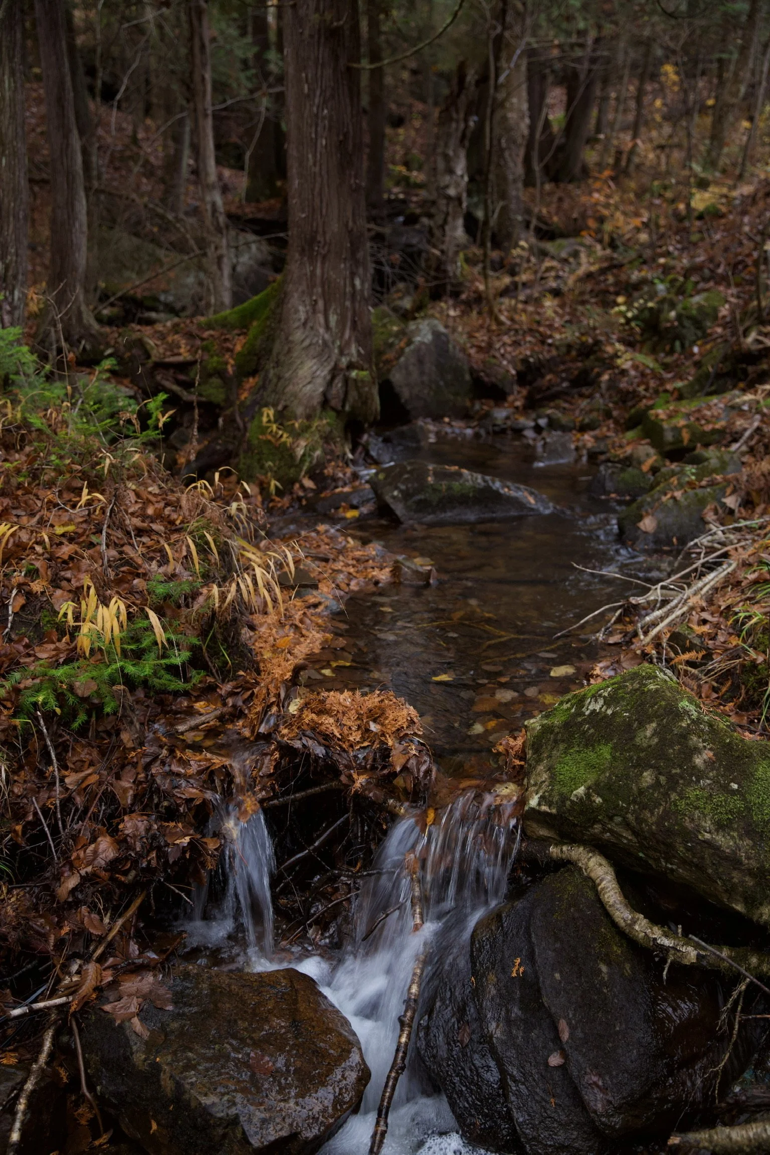 Petite rivière entourée d'arbres dans une forêt automnale, avec des feuilles mortes au sol