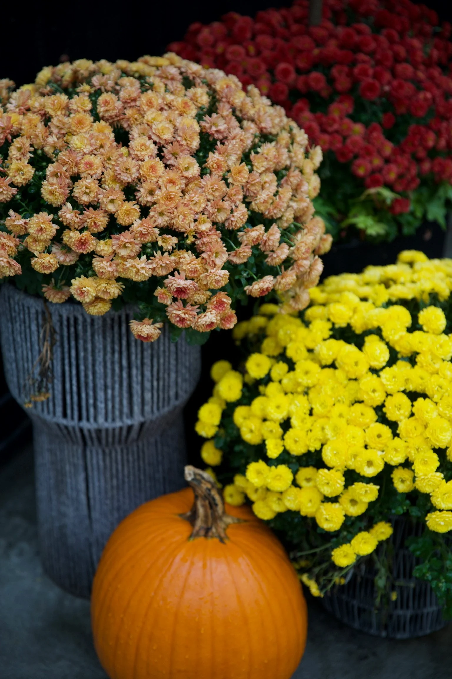 Fleurs de chrysanthème orange, jaune et rouge avec une citrouille Halloween