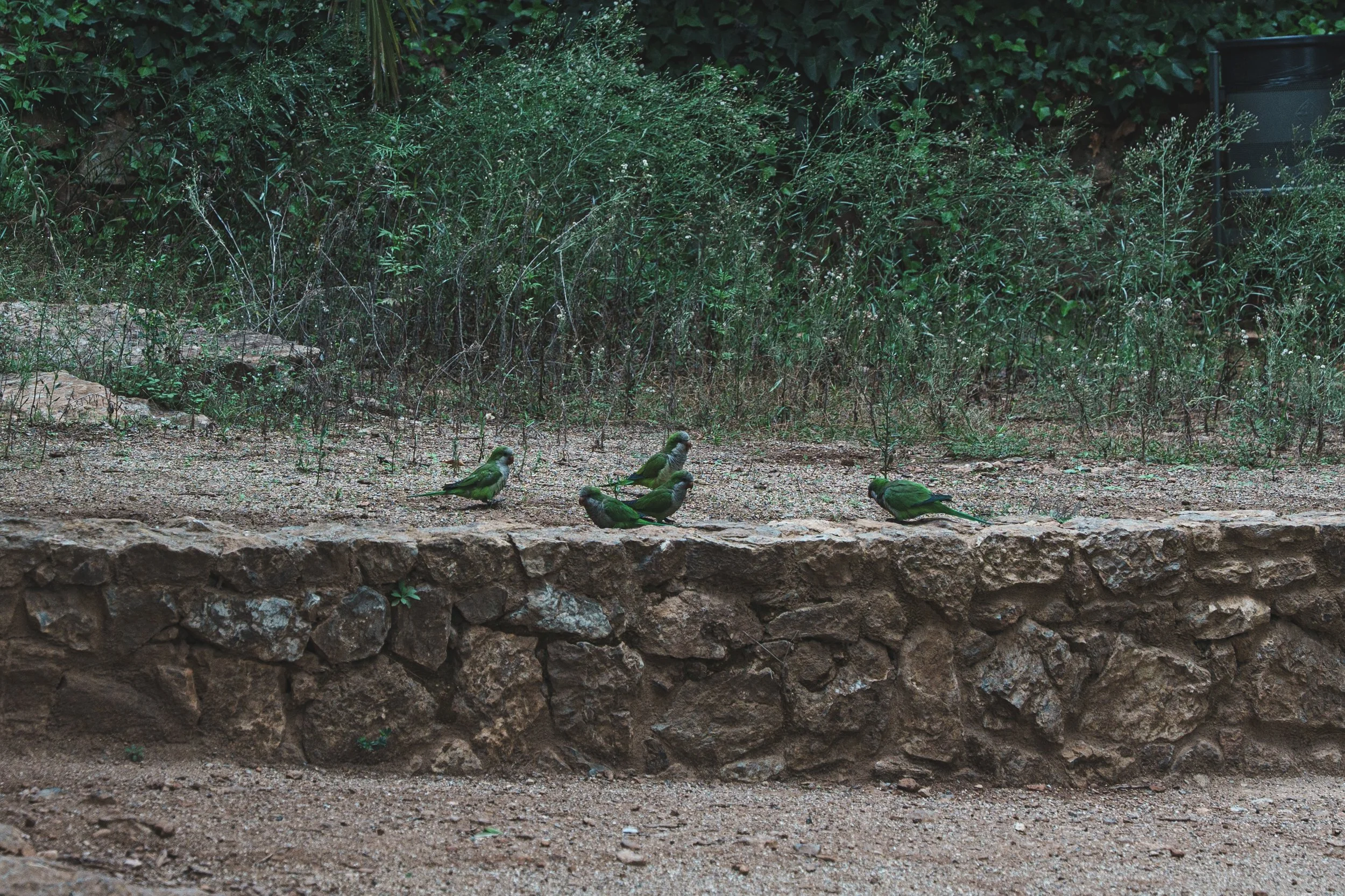 DSC08485.jpg