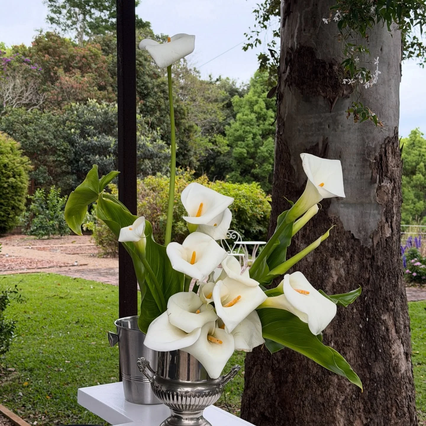 Arums for the bar 🍸