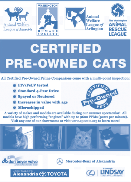 cat advertisement.png