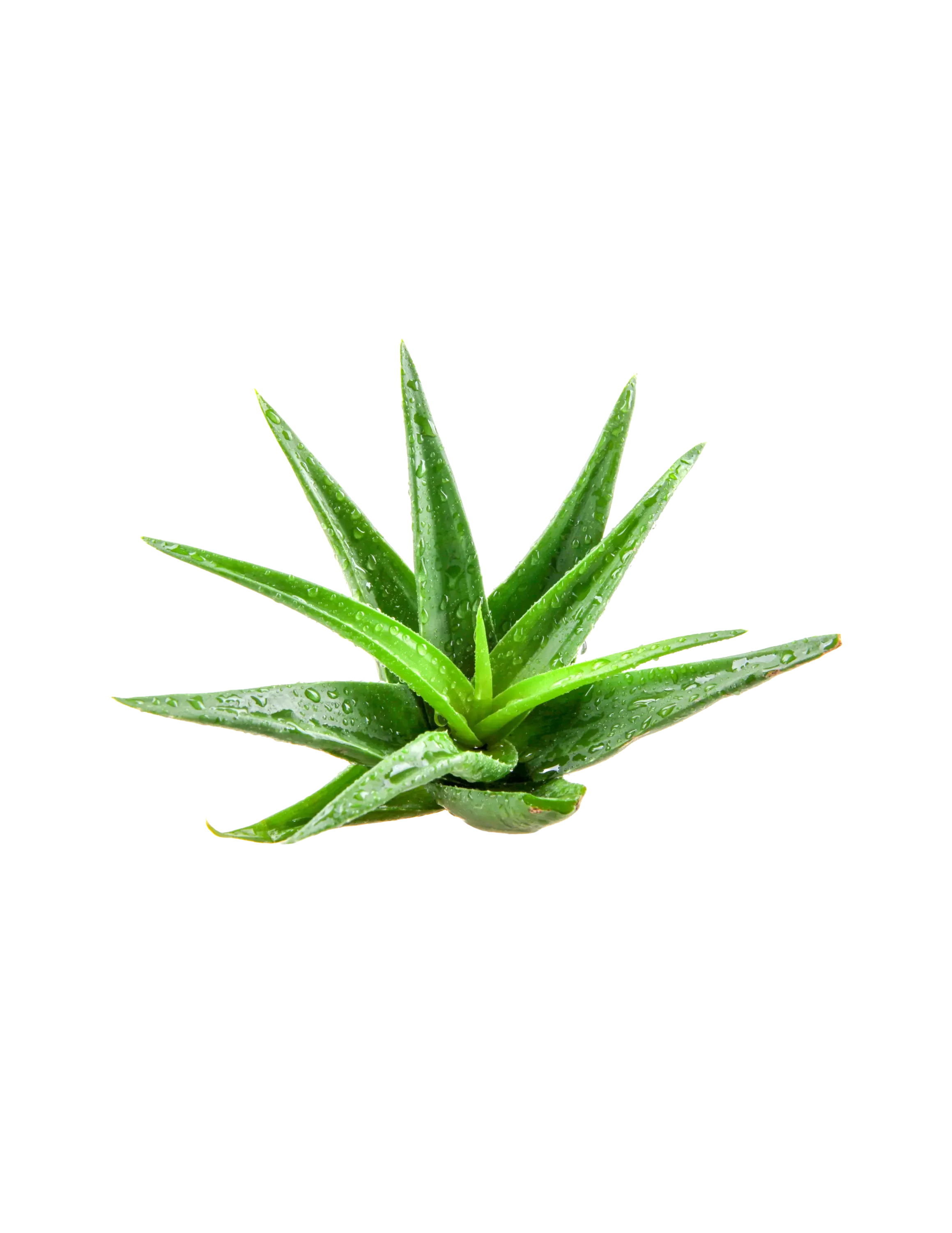 Green aloe vera plant with water droplets on its leaves isolated on black background.