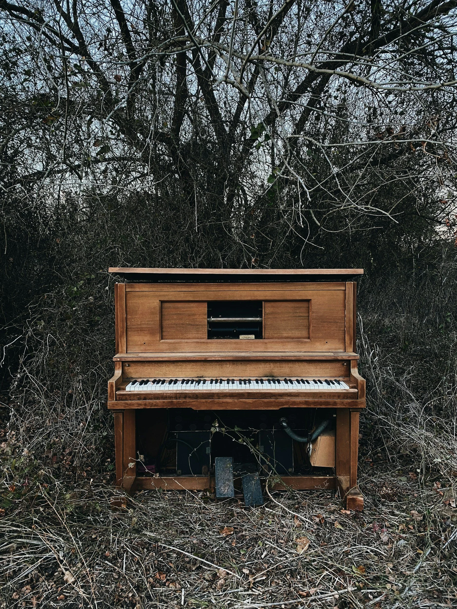 An old, weathered upright piano outdoors in a wooded area with leafless trees and tangled bushes in the background.