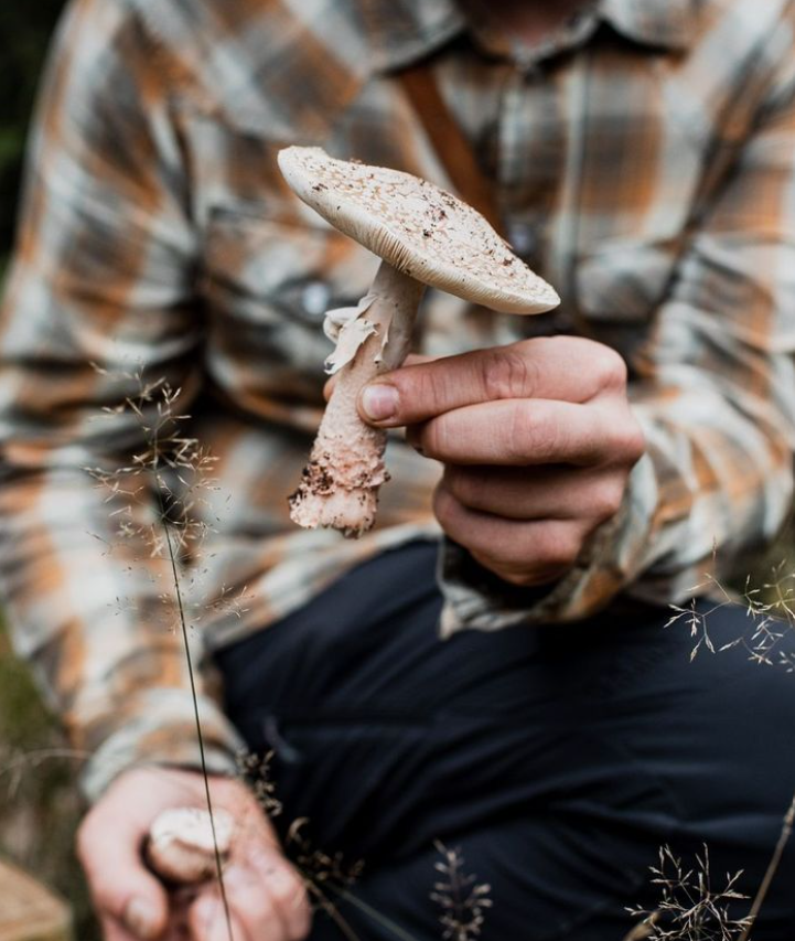 revel and feast mushroom foraging .png