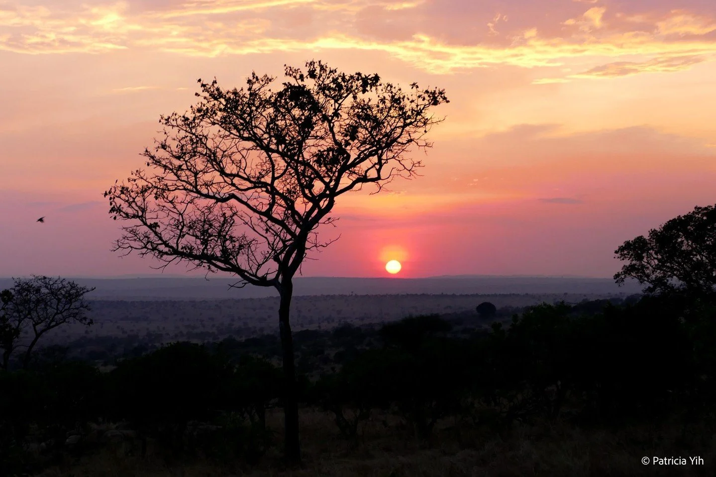 🌅 The breathtaking beauty of a South Serengeti sunset in Tanzania 🌍. Nature's paints the sky in hues of orange, pink, and purple, creating a magical moment to cherish forever. 🌴✨

📸: Witnessed in the heart of the Serengeti, where the wild whisper