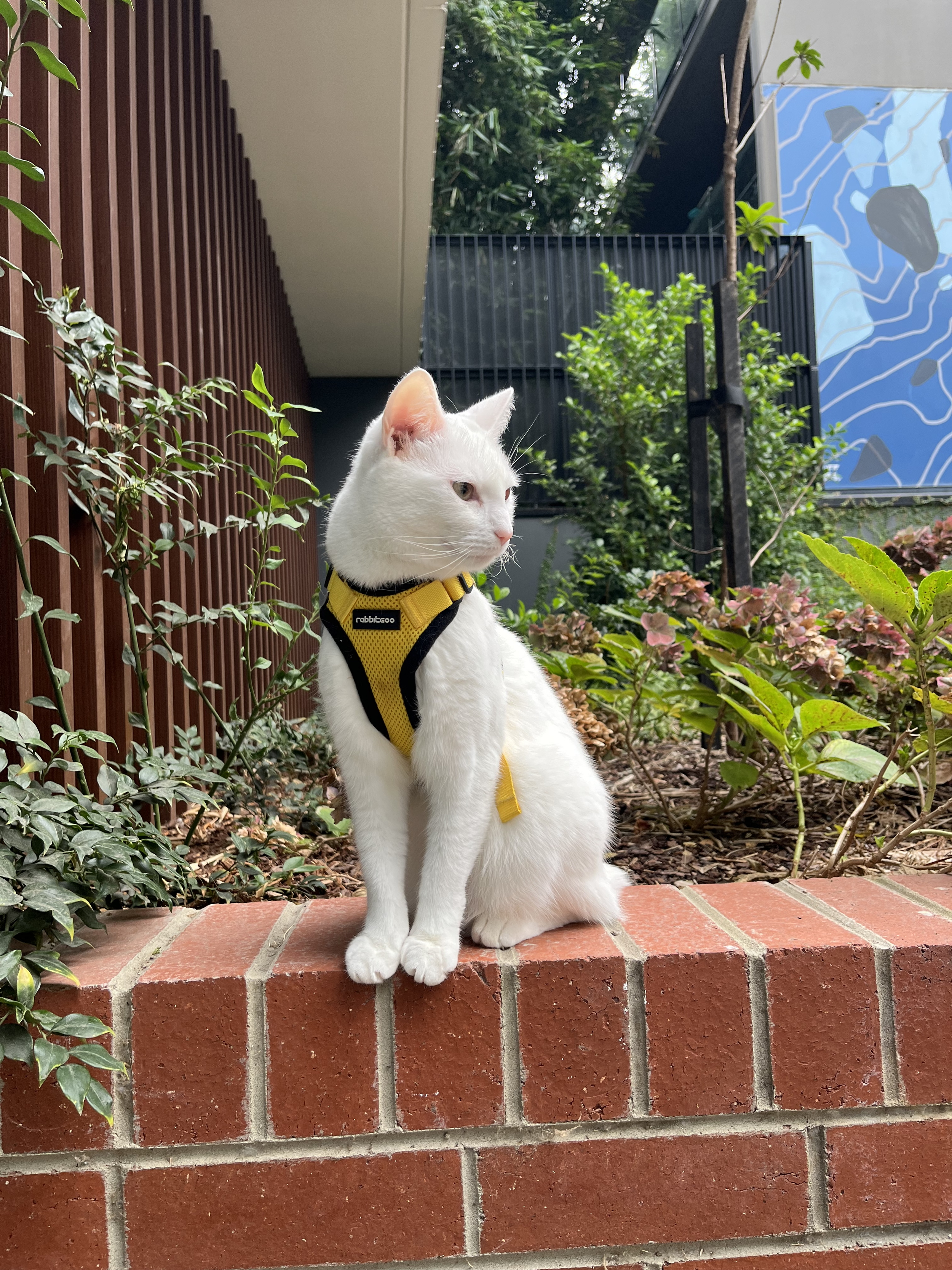A white cat wearing a yellow harness sitting on a brick ledge outdoors, surrounded by green plants and shrubs.