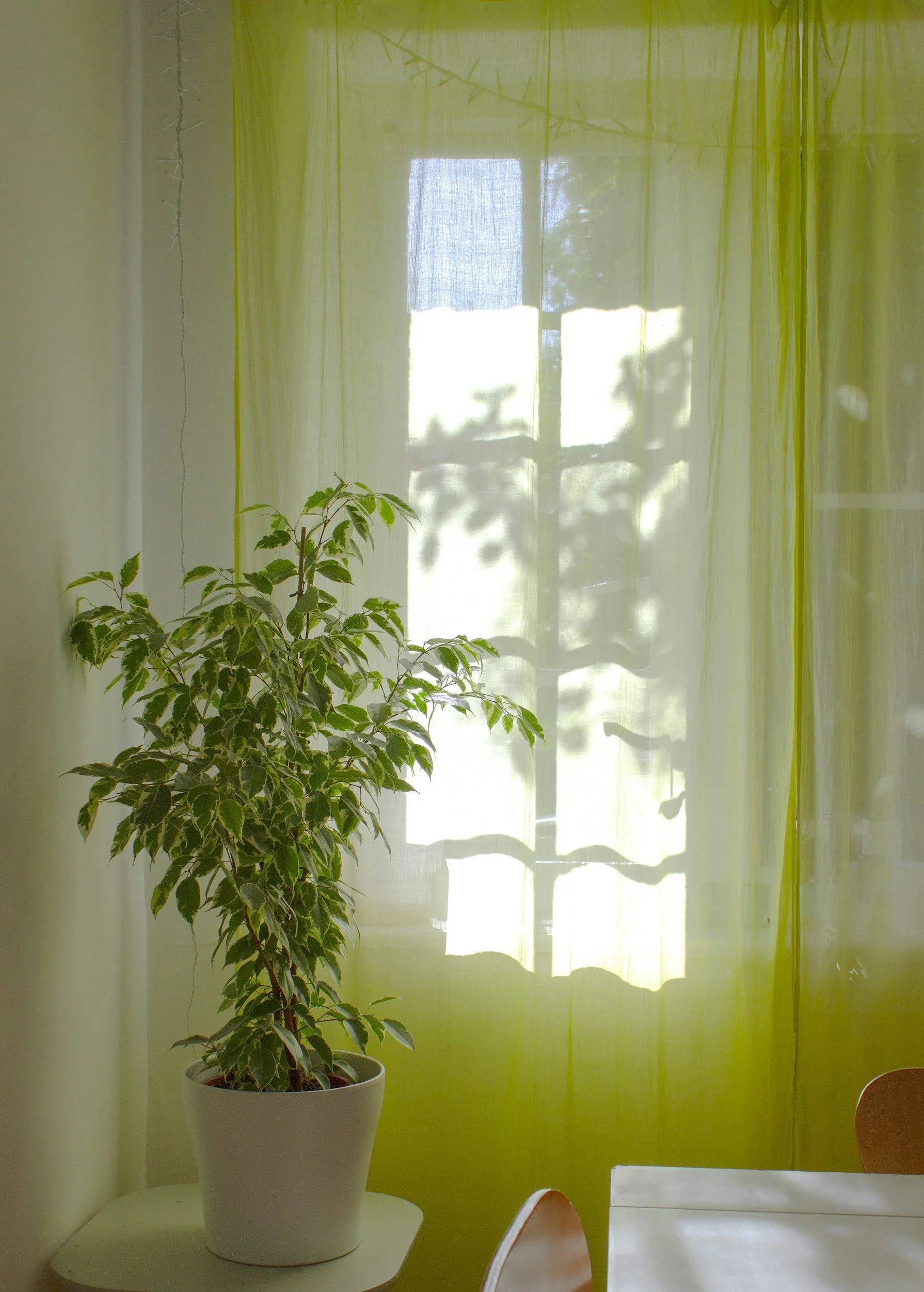 Indoor scene with a green potted plant on a white table near a window with bright sunlight and sheer green curtains.