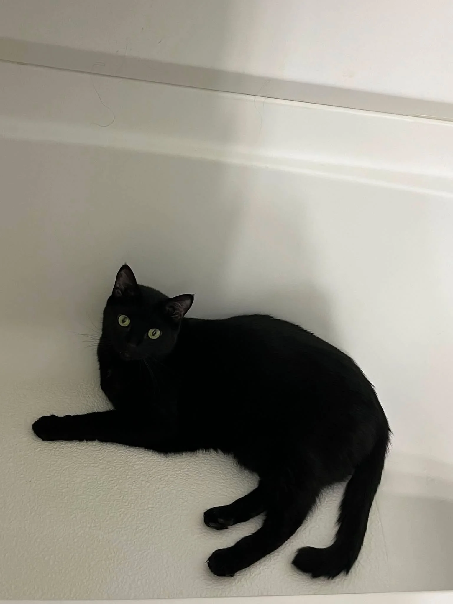 Here&rsquo;s Mr Ambrose in the bathtub for your early morning enjoyment.
