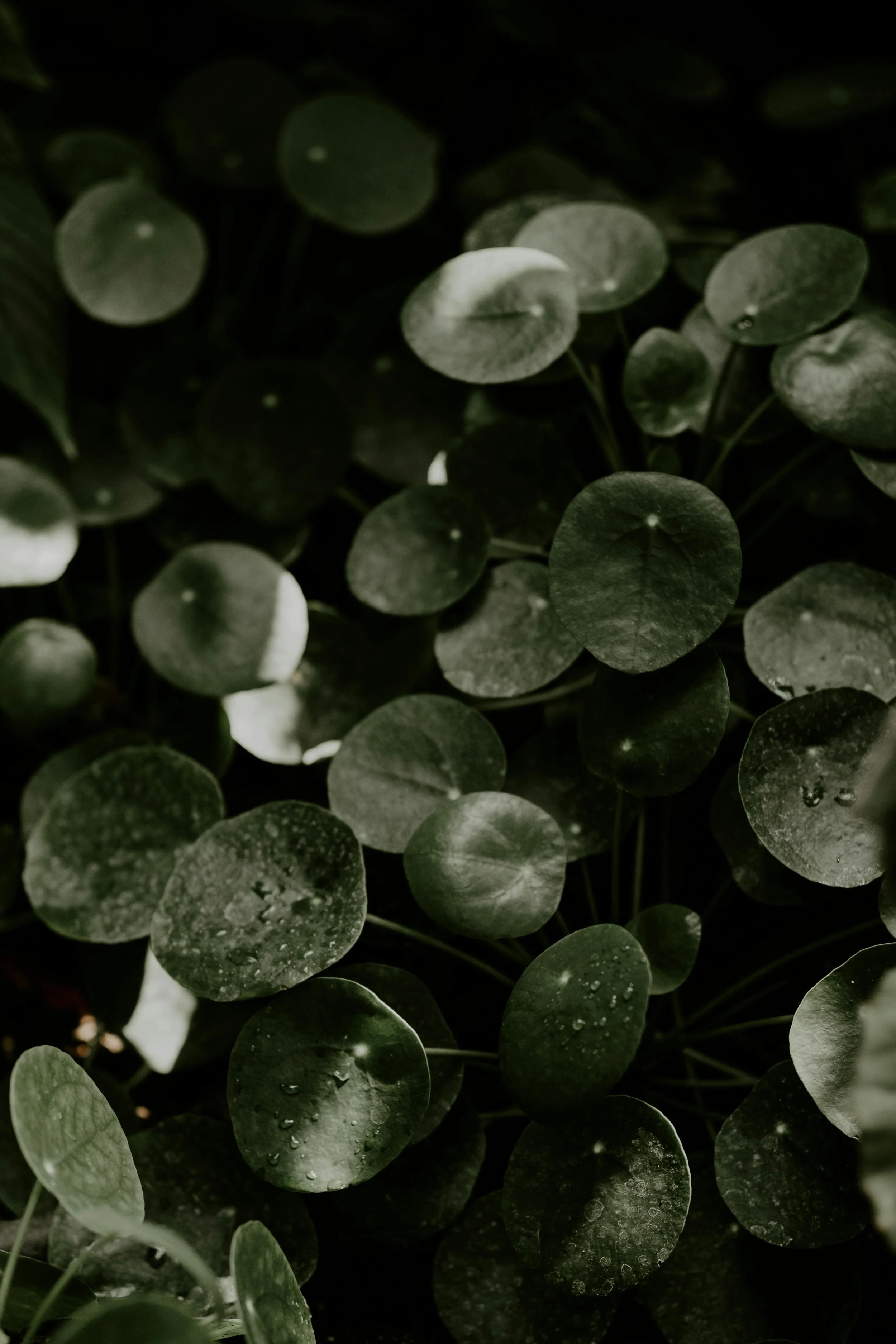 DMWW Auckland gynaecological surgeon118.jpg