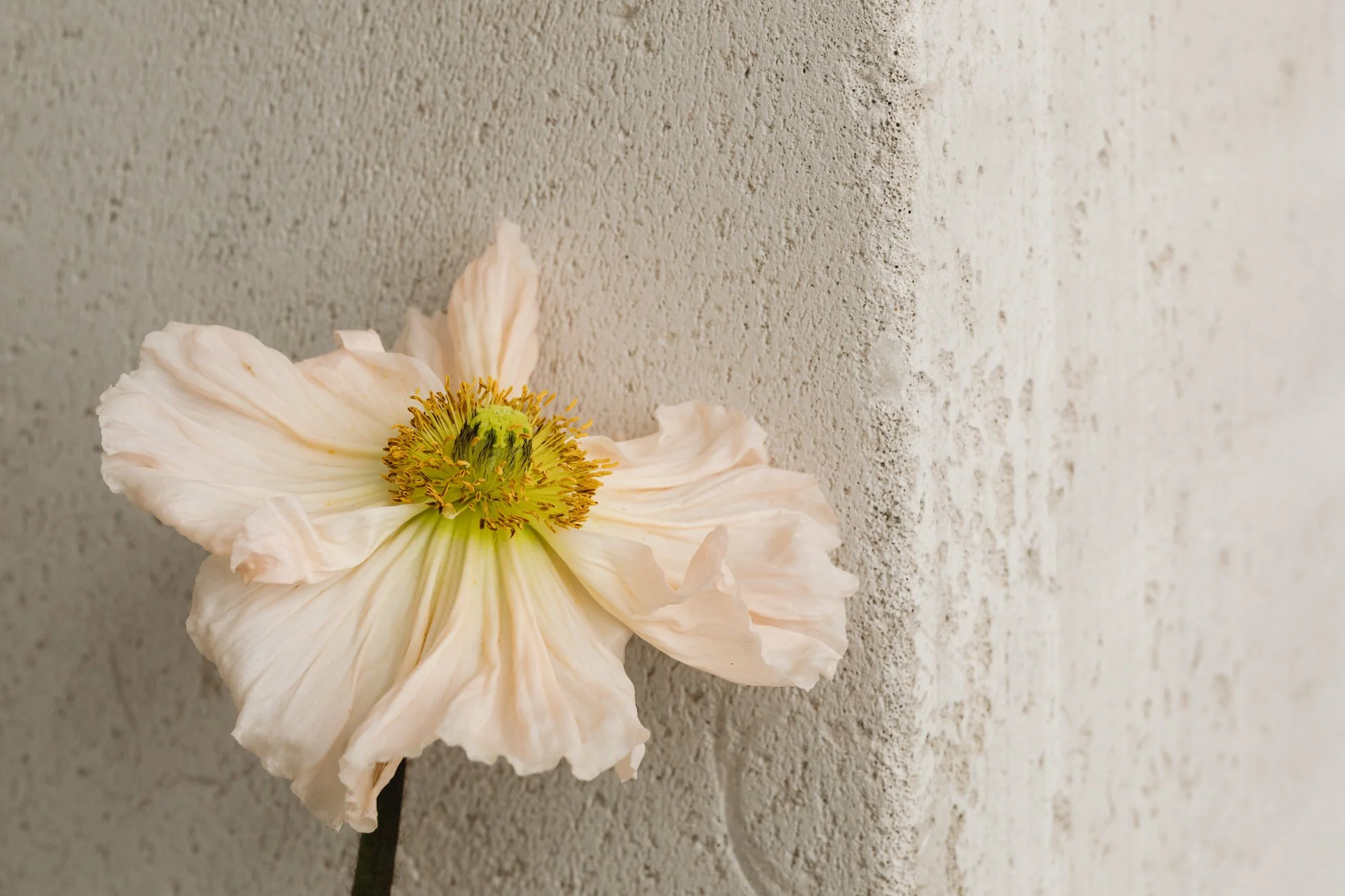 A pale pink poppy flower with ruffled petals and a yellow-green center, positioned against a textured off-white wall.