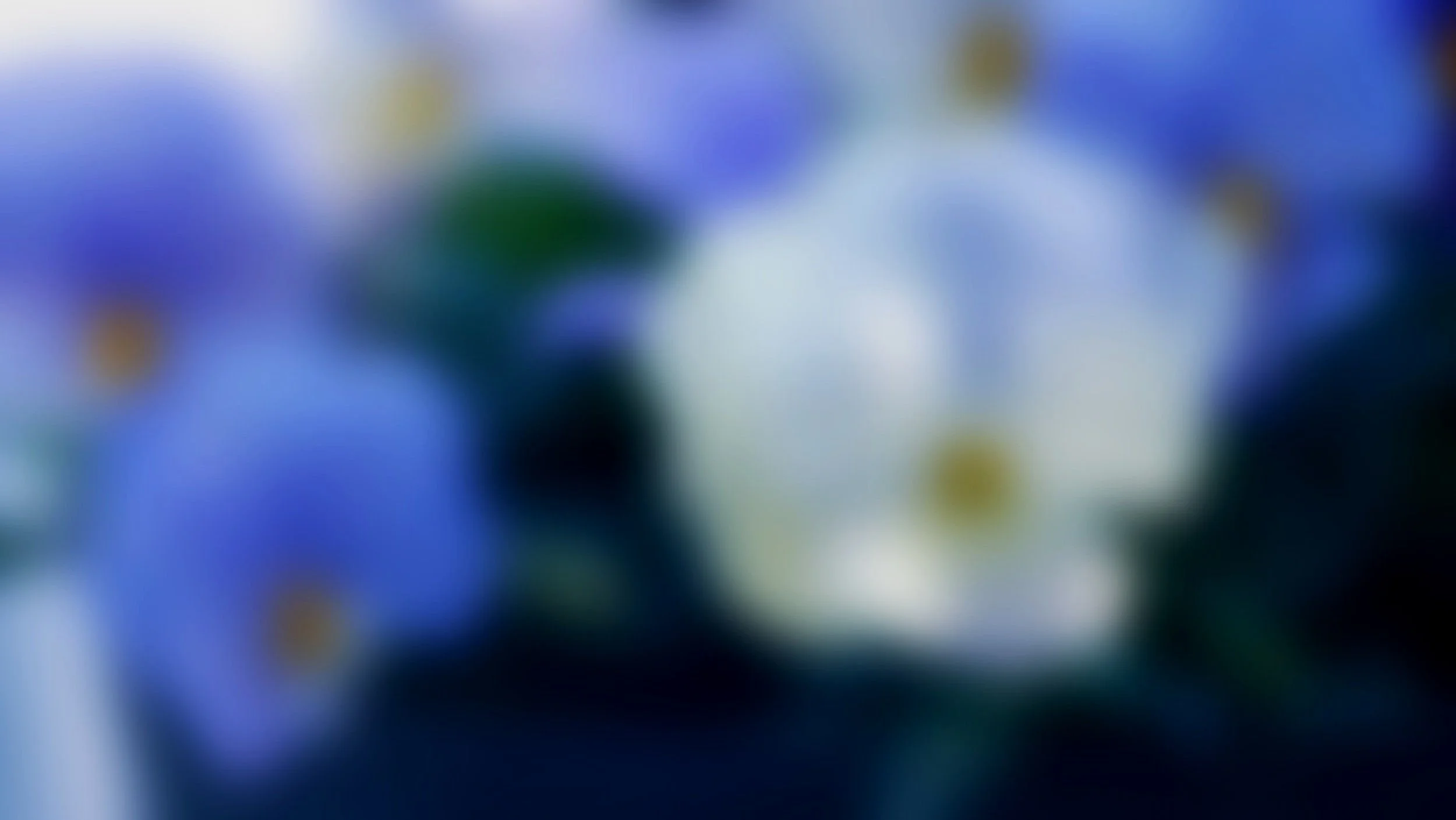 Blurred image of white and blue flowers with hints of purple and green.