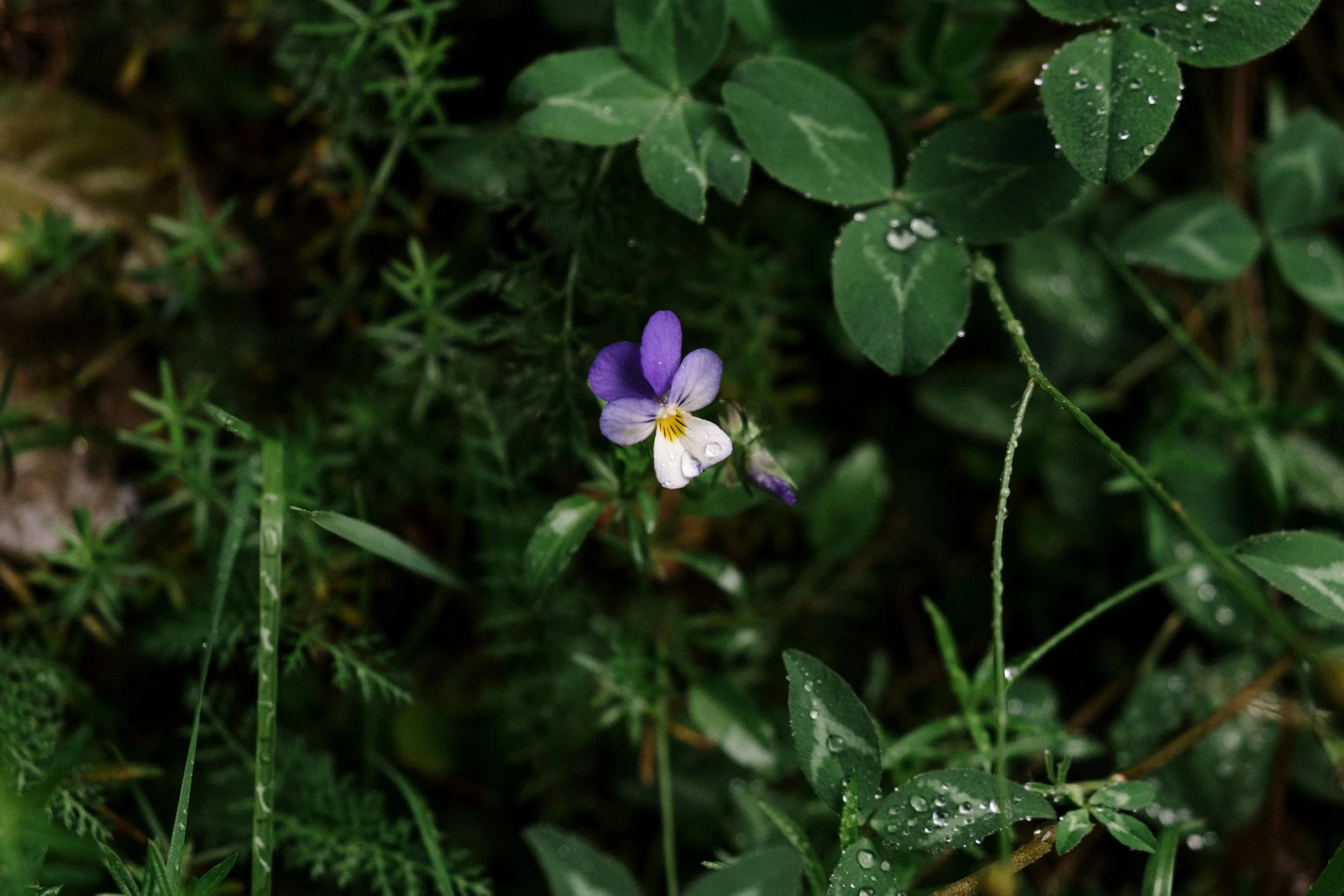 Small purple and white flower with yellow center among green leaves and grass, with water droplets on some leaves and petals.