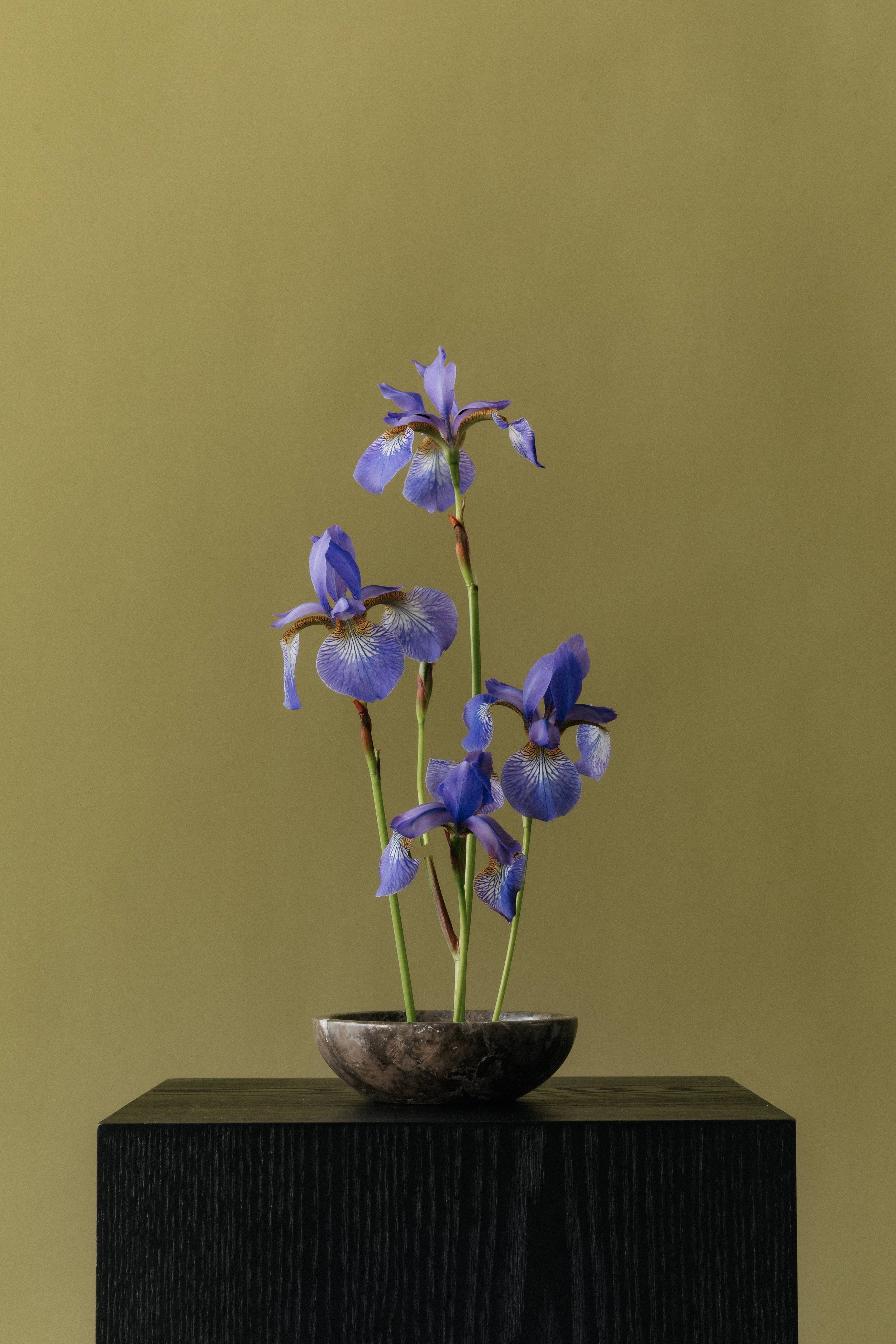 A small bowl with purple irises on a black pedestal against a plain, muted background.