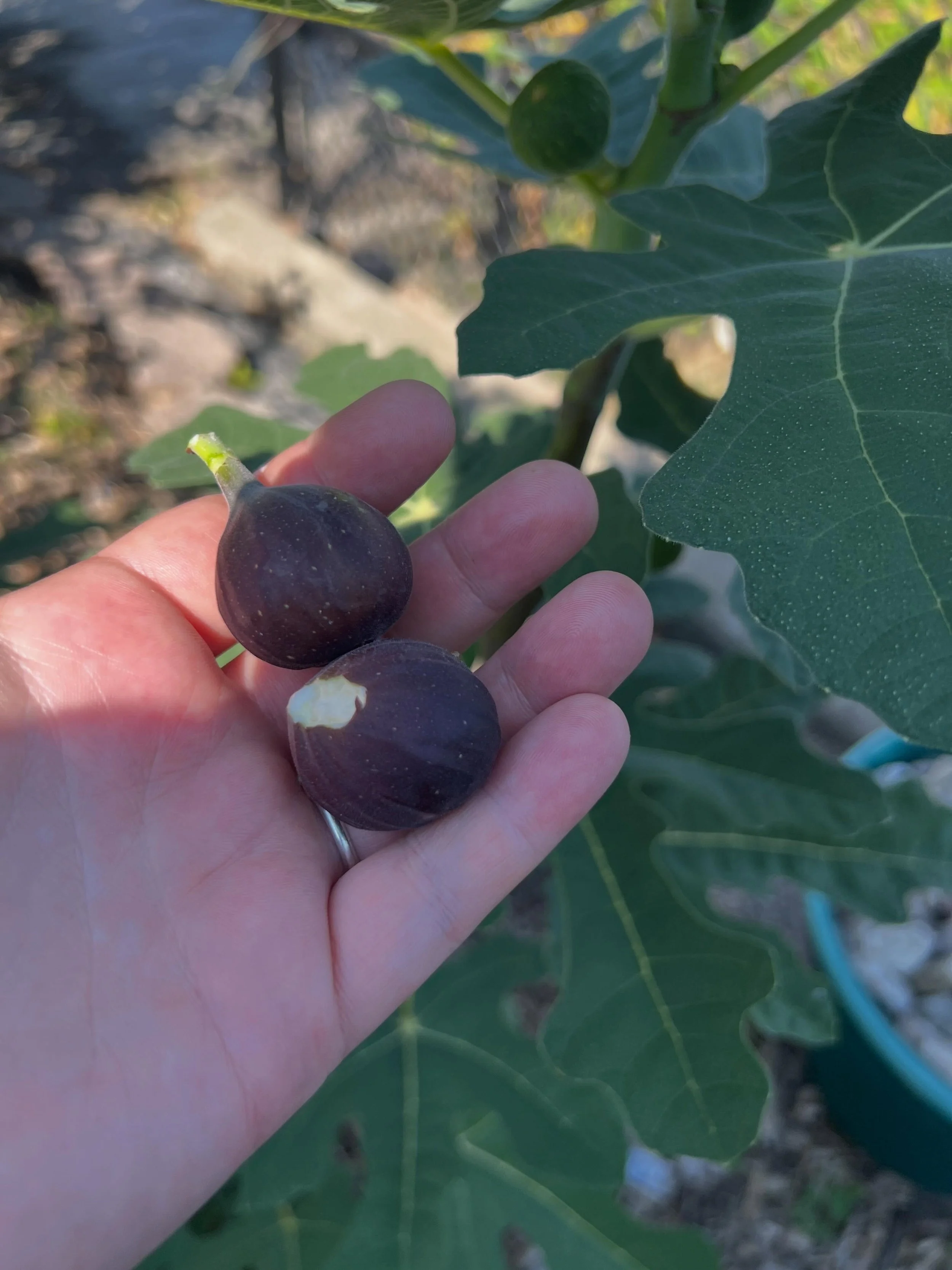 Did you know it&rsquo;s fig 💜 season and we have two fig trees! They are ready to pick when the fig is dark purple. 

Our community has enjoyed sampling them at back to school night and grabbing a few during our weekly Tuesday play dates in the gard