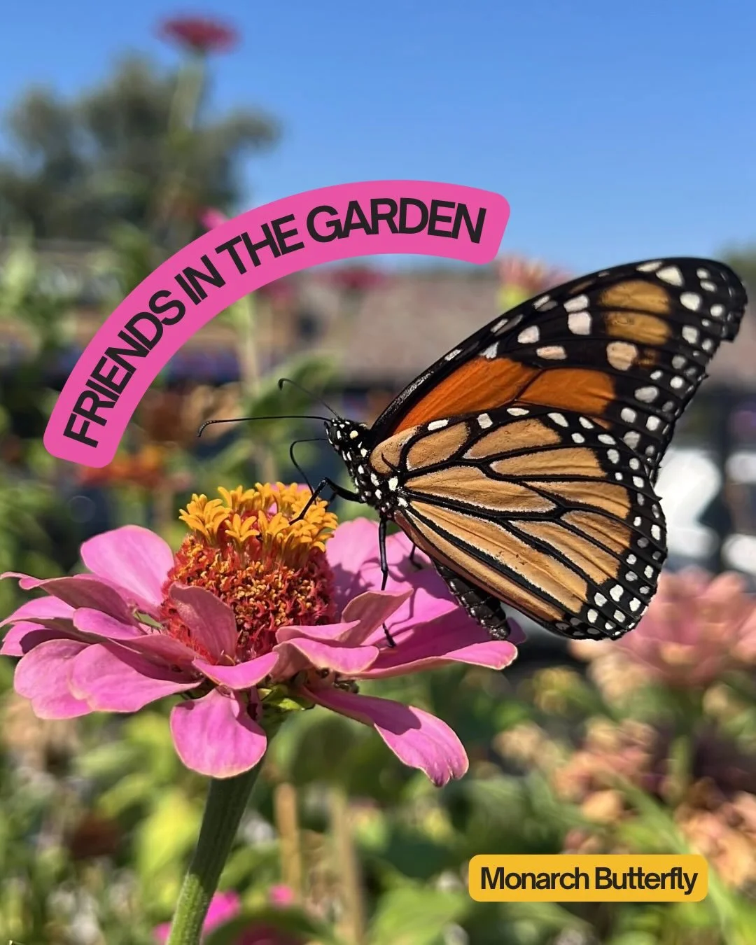 We&rsquo;ve had a lot of winged friends 🦋 in the garden lately and a few furry 🐰 ones too!