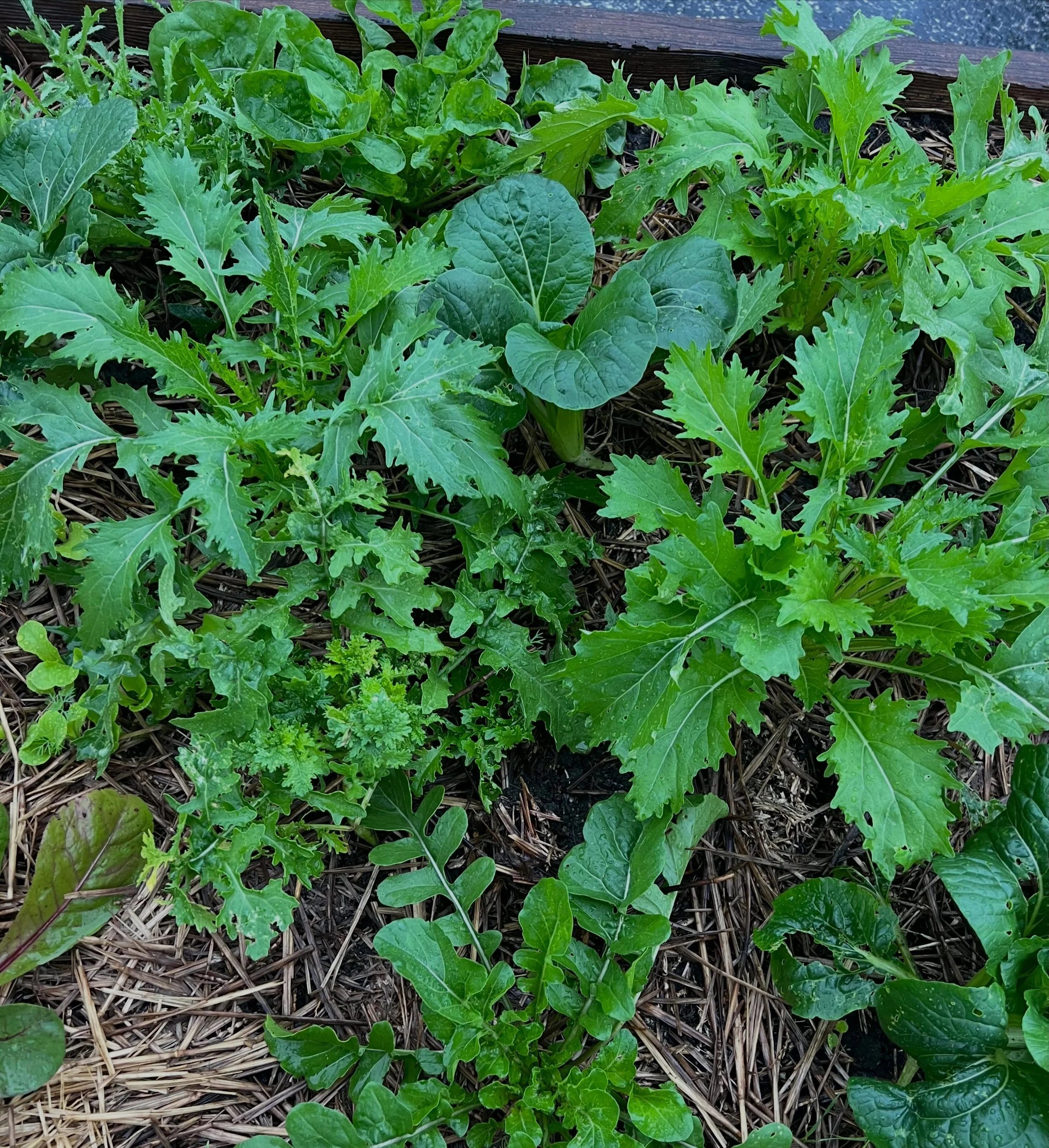 All this rain 🌧️ has been wonderful for our salad beds! 💚 These greens are ready to be harvested. 

Harvest tips! Bring a bag and pinch off 🤏 or cut ✂️ a few leaves from each lettuce &amp; kale plant variety. Don&rsquo;t take too much from each pl